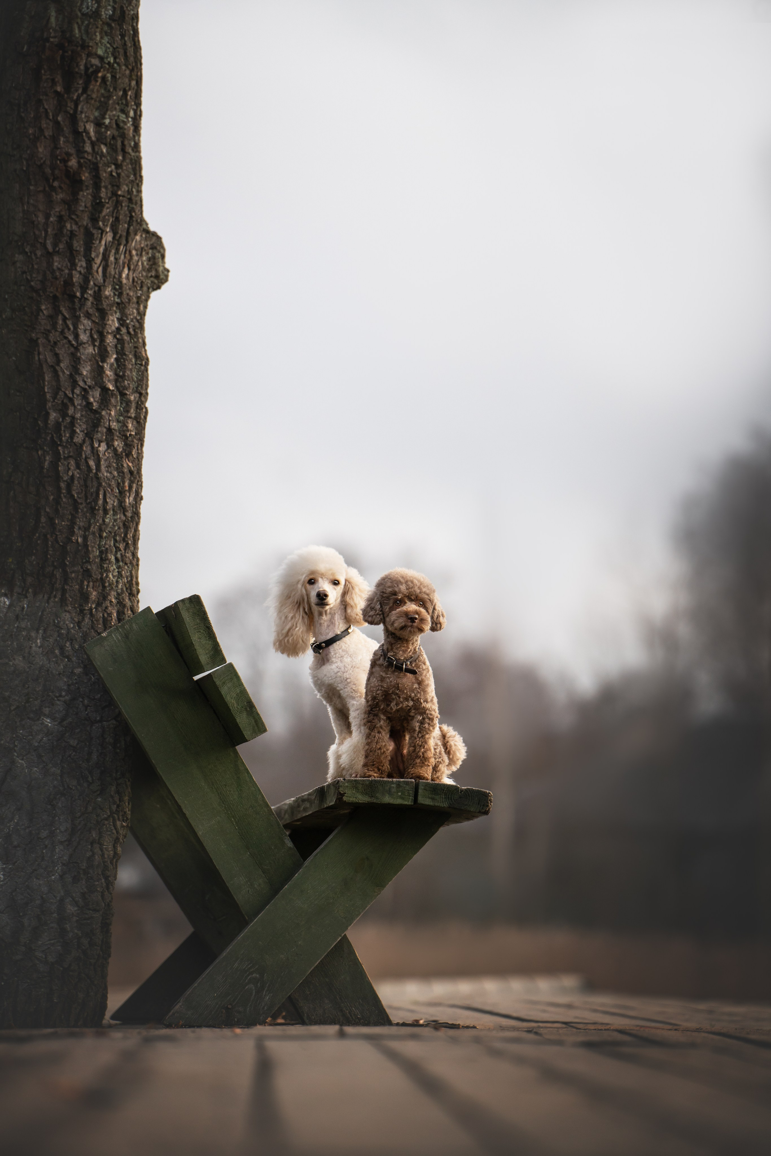 Миша и Лева. Фотограф анималист Осипчикова Мария