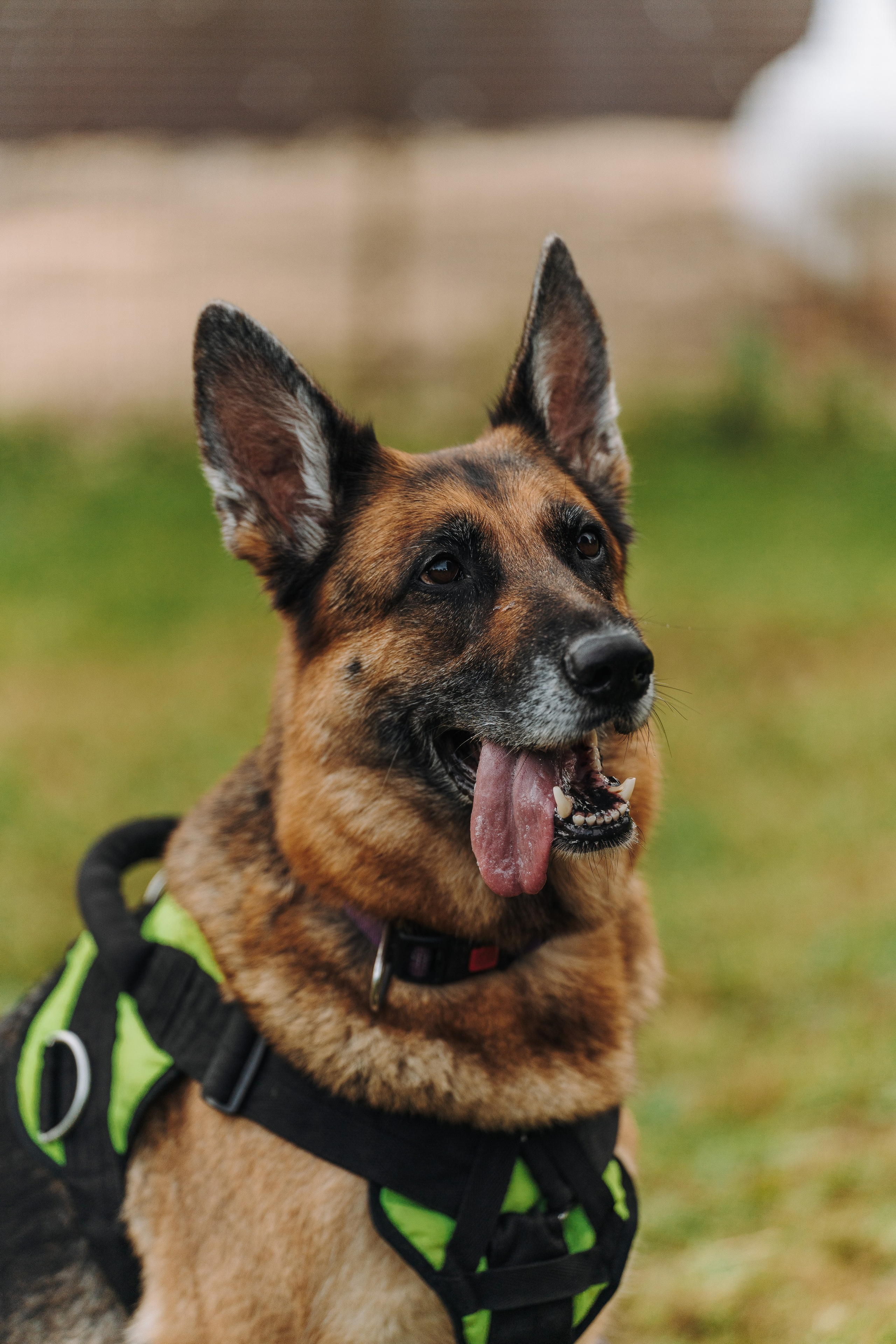 Соревнования по ноузворку в Новожилово. Фотограф анималист в Спб недорого Олеся Майорова