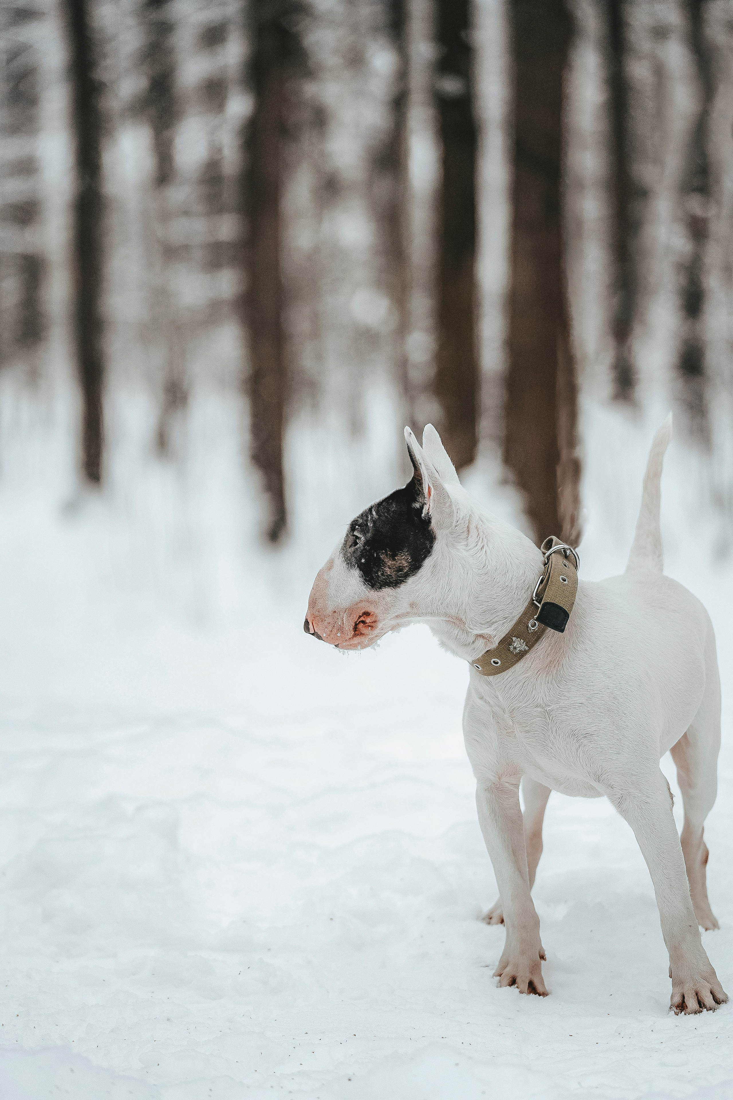 Портфолио собаки, фотограф Олеся Майрова. Фотограф анималист в Спб недорого Олеся Майорова