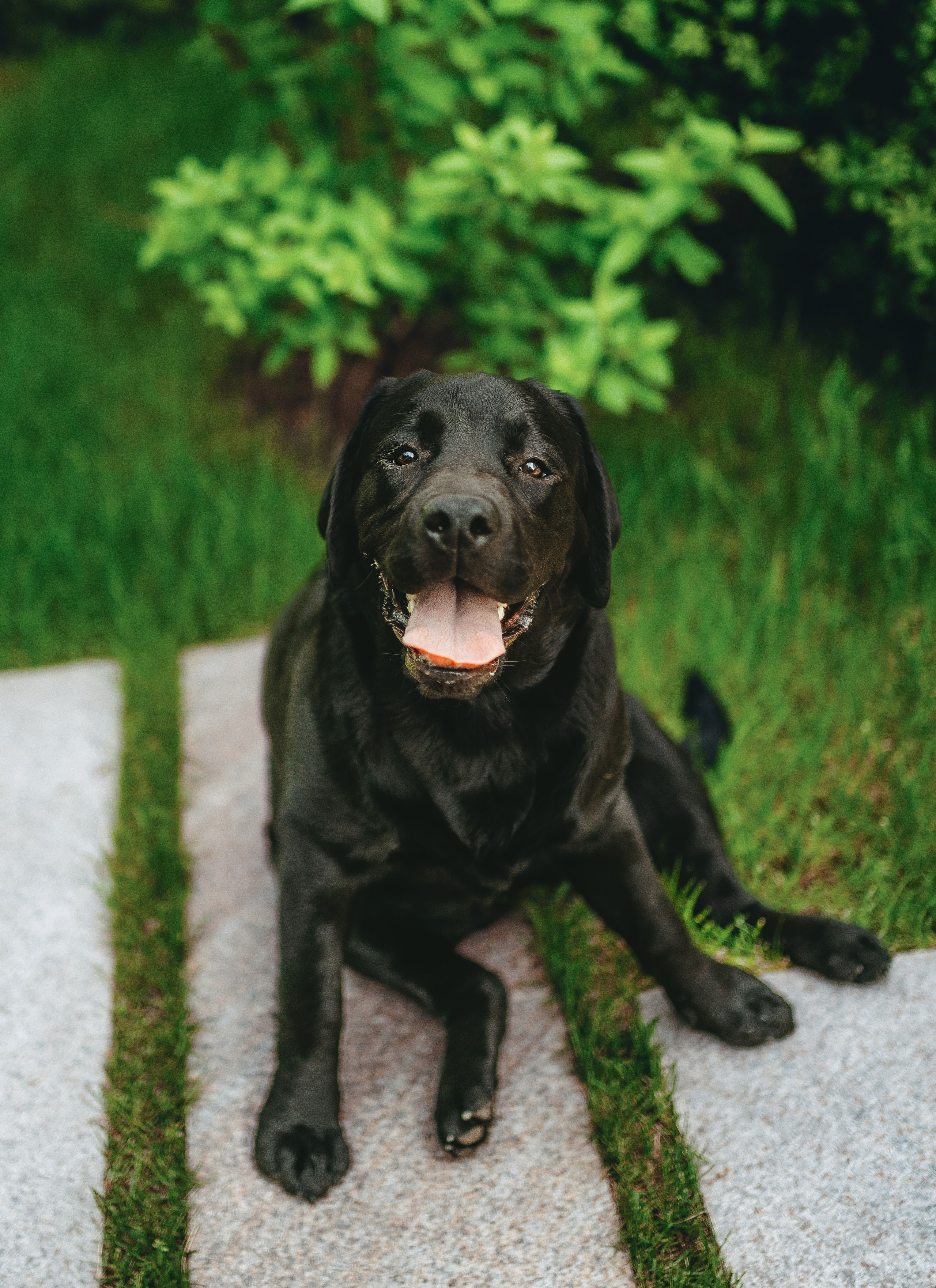 Лабрадоры питомника IRISLAV. Фотограф анималист в Спб недорого Олеся Майорова