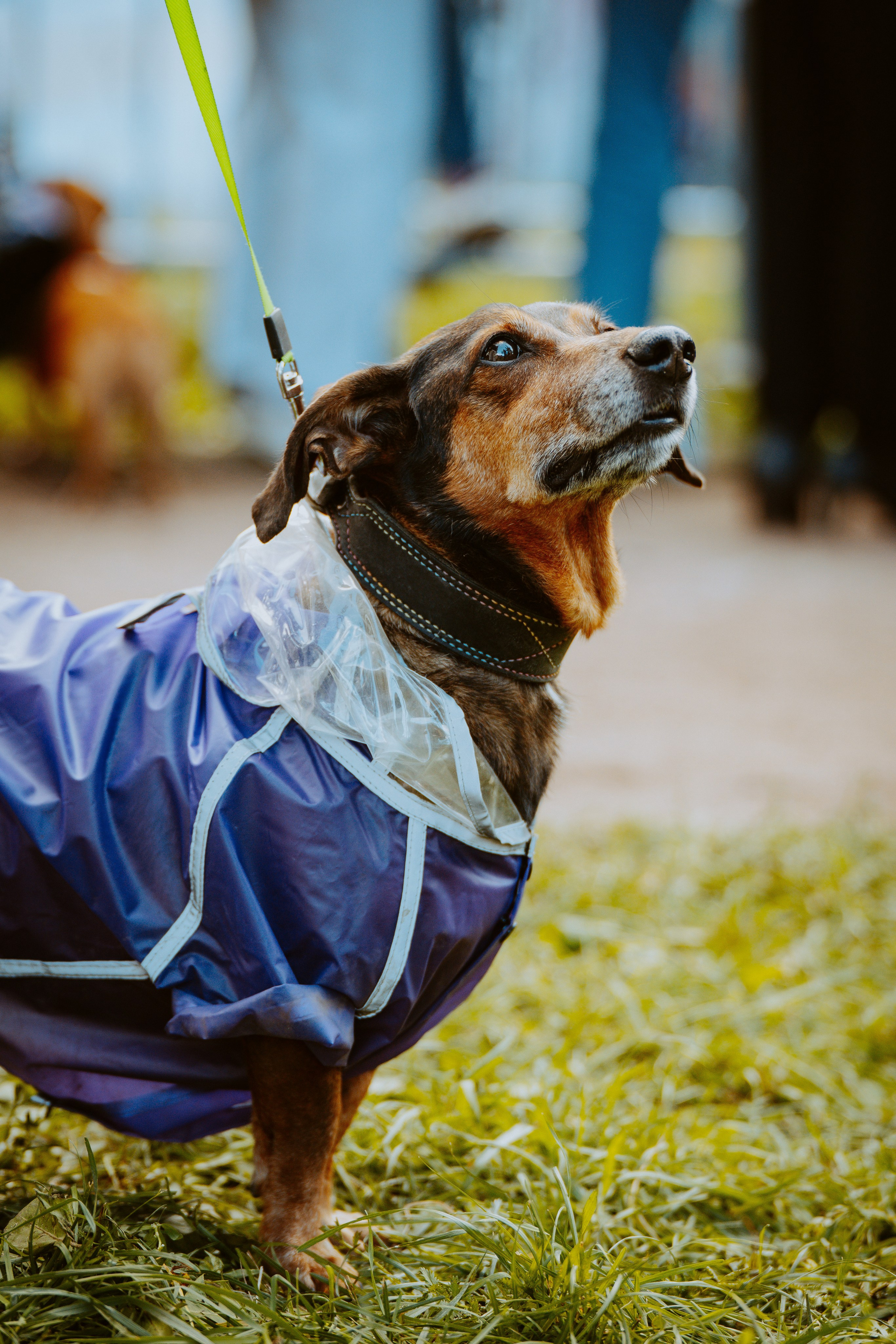 Такспарад. Фотограф анималист в Спб недорого Олеся Майорова