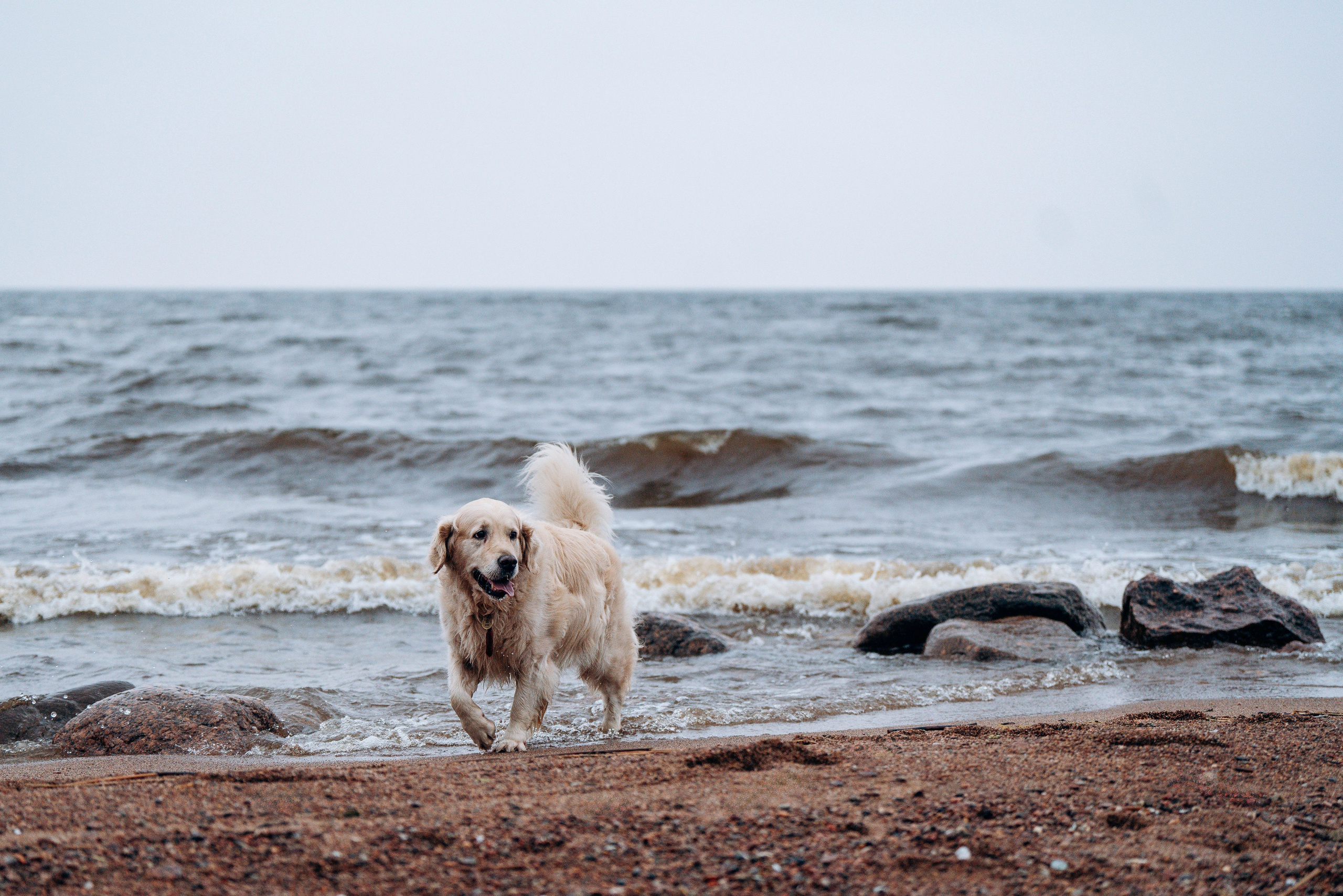 Асти, Крис и Александра. Фотограф анималист в Спб недорого Олеся Майорова