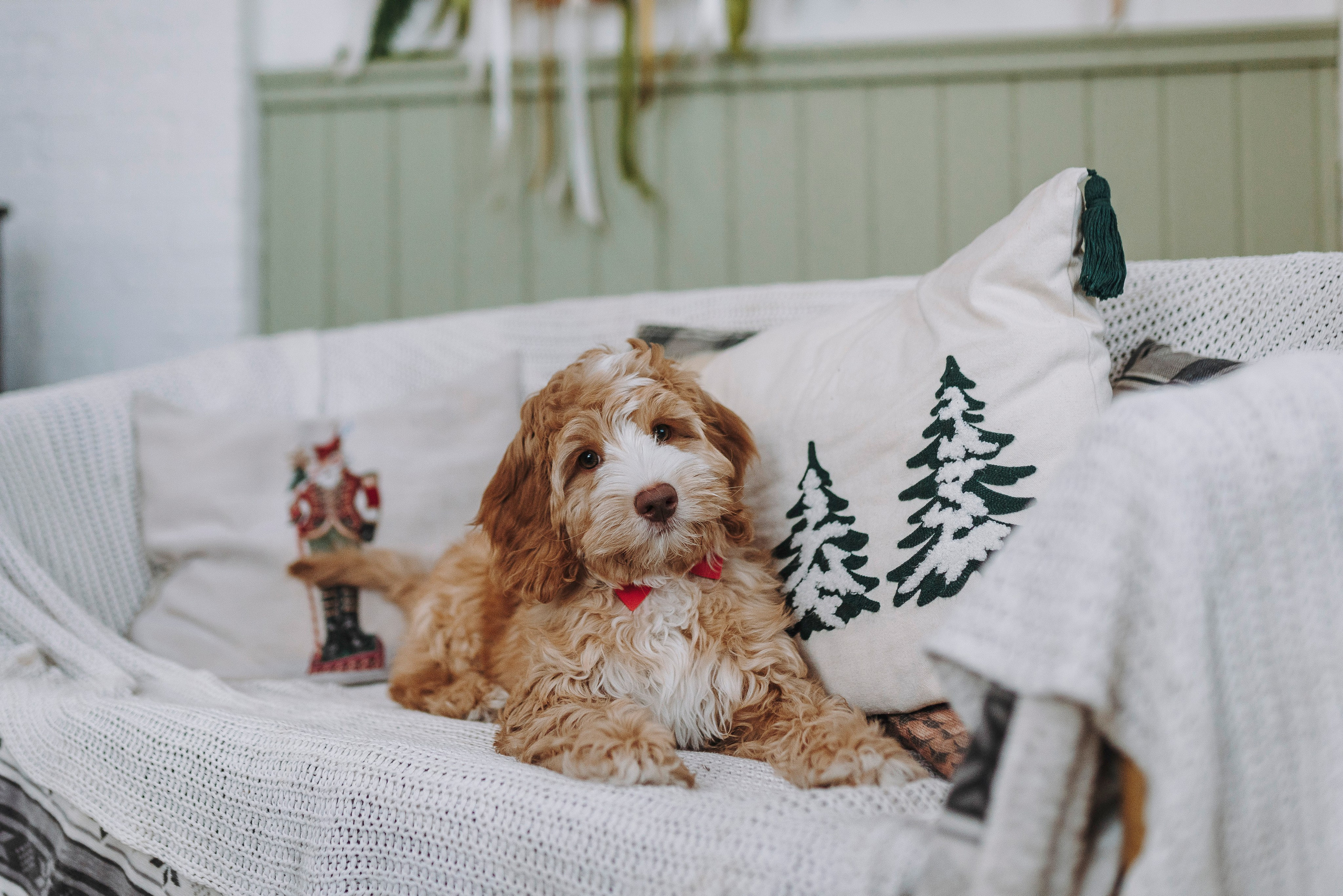 Мёрфи, Таня и Антон. Фотограф анималист в Спб недорого Олеся Майорова