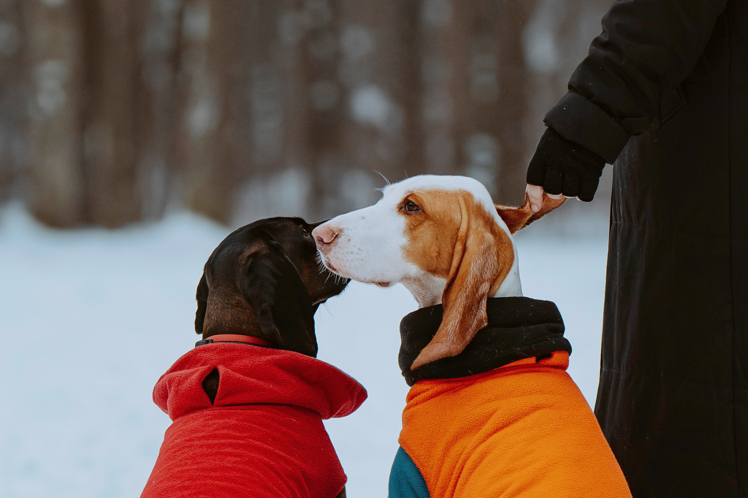 Ольга, Рора и Румпель. Фотограф анималист в Спб недорого Олеся Майорова