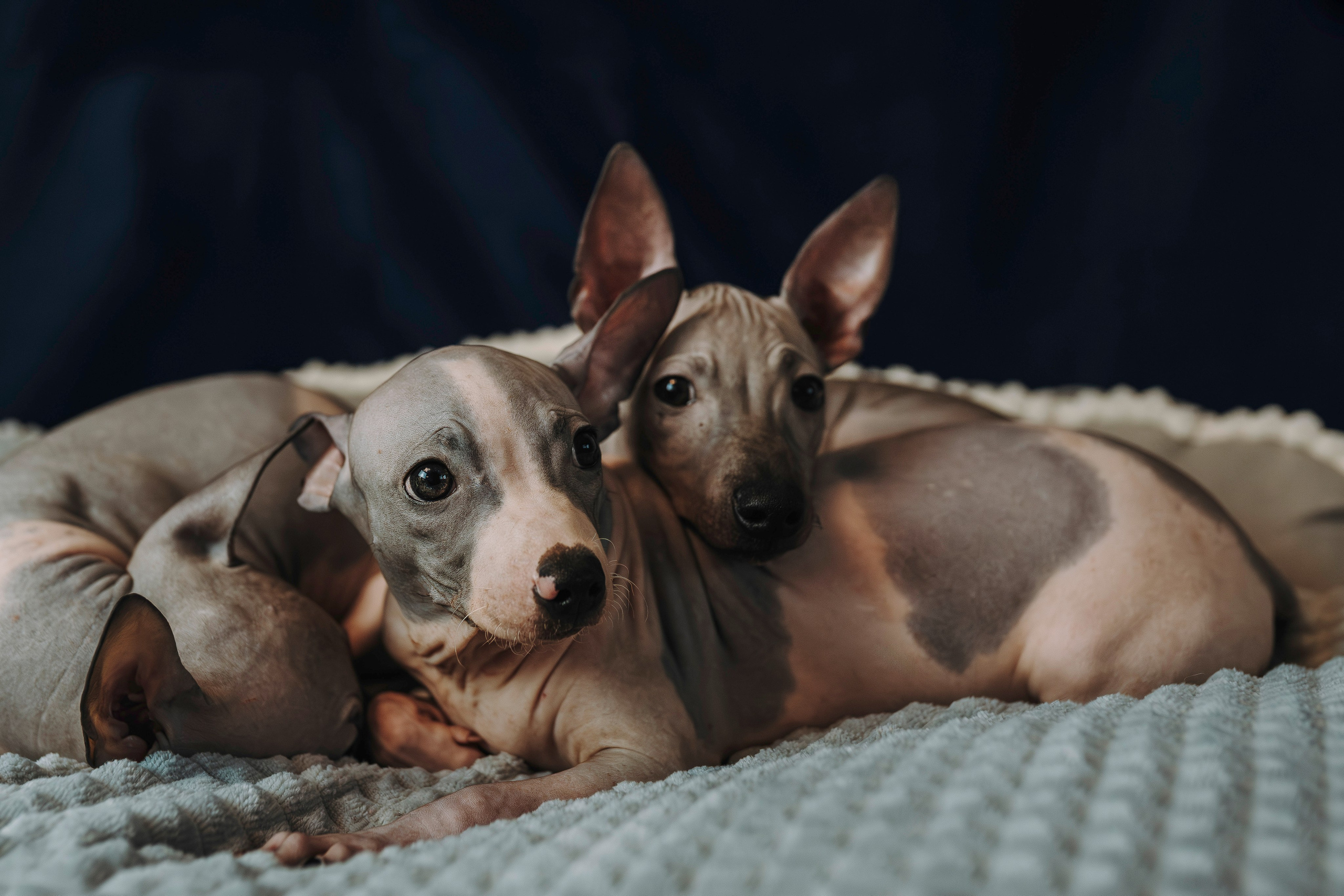 Малыши американского голого терьера. Фотограф анималист в Спб недорого Олеся Майорова