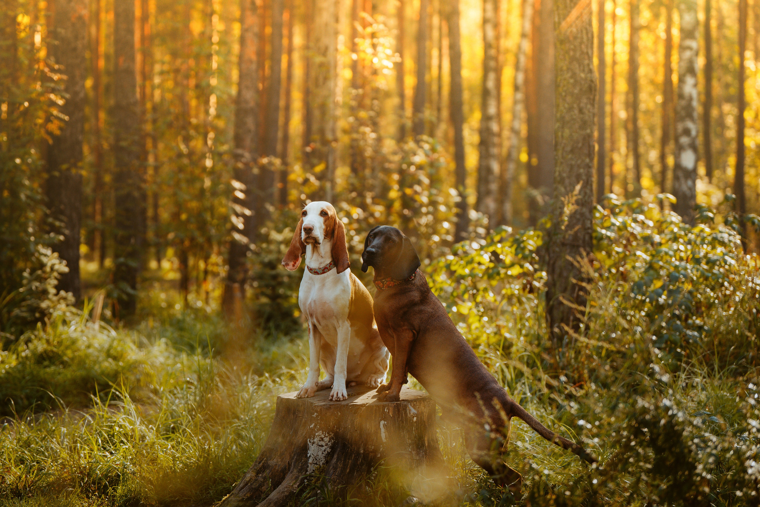 Ольга, Рора и Румпель. Фотограф анималист в Спб недорого Олеся Майорова
