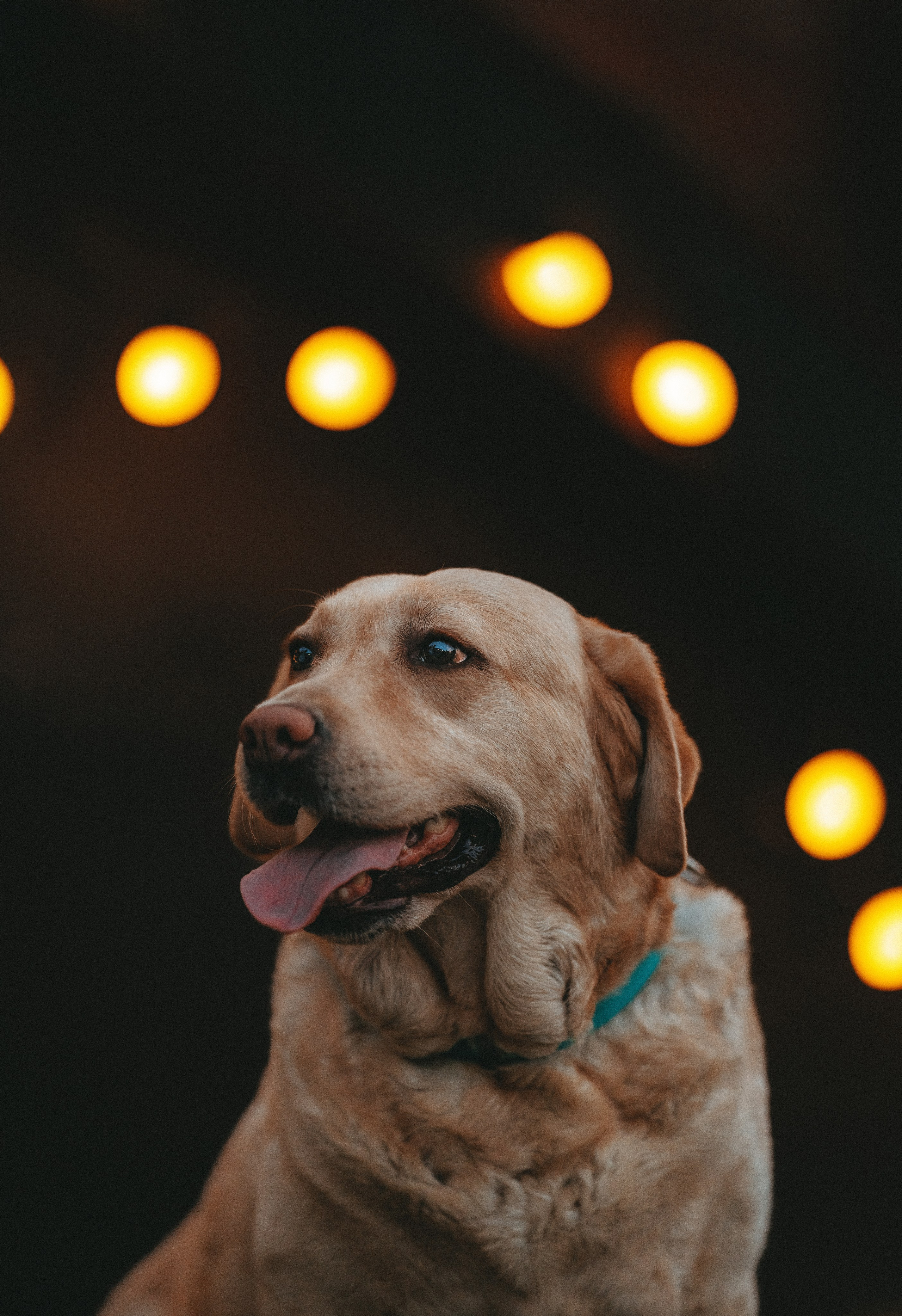 Фотосъёмка с вашими питомцами. Фотограф анималист в Спб недорого Олеся Майорова