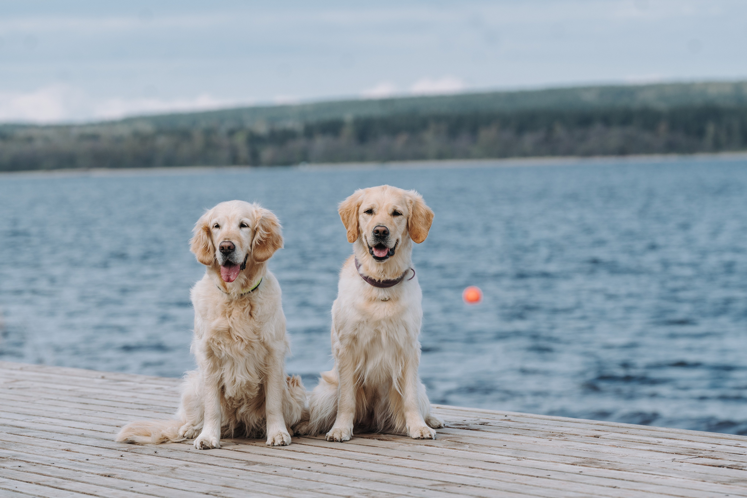 Соревнования по ноузворку в Лосево. Фотограф анималист в Спб недорого Олеся Майорова