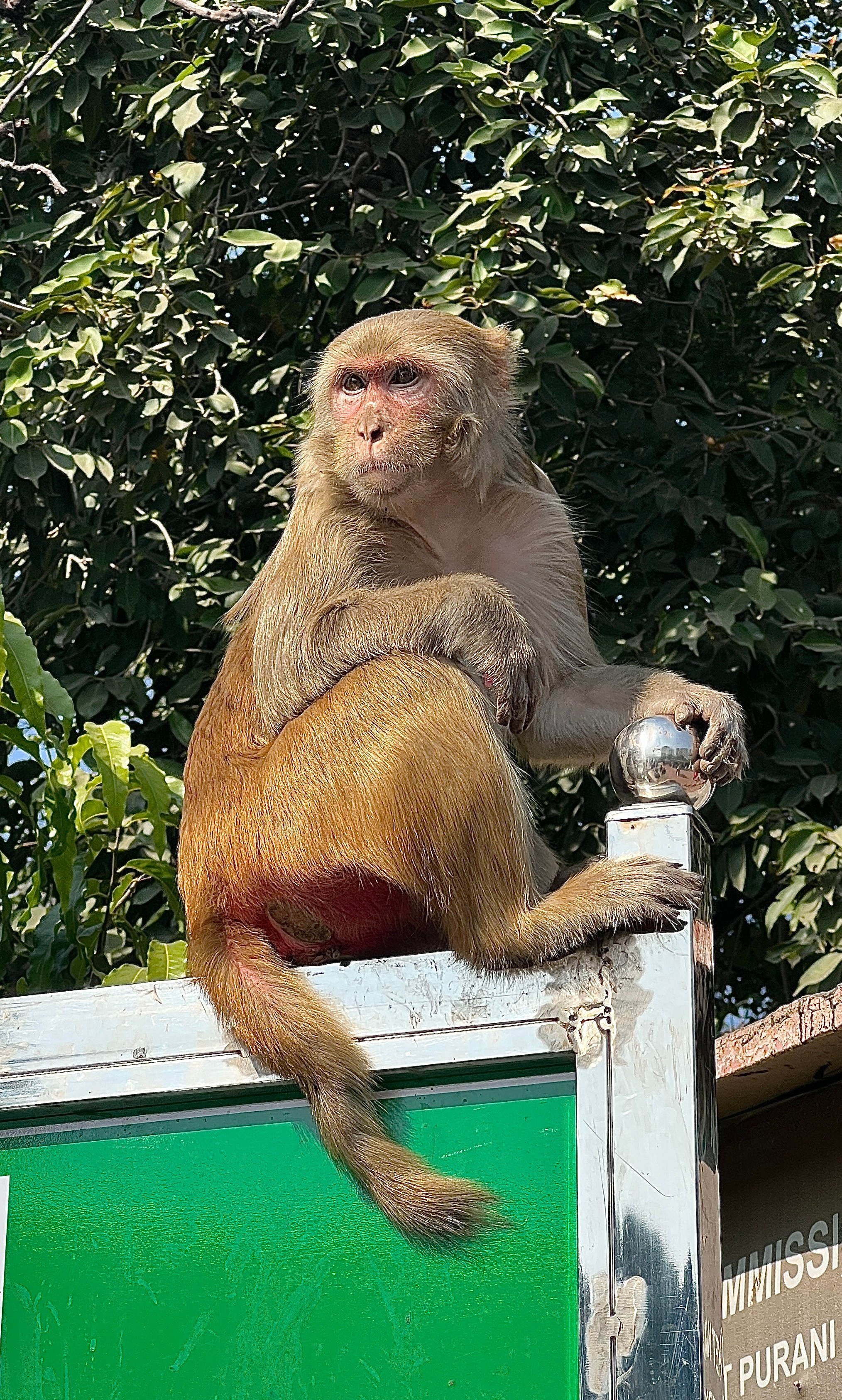 Индия. Телеоператор Ильнур Таминдаров — видеосъемка, документальные фильмы, интервью в Москве