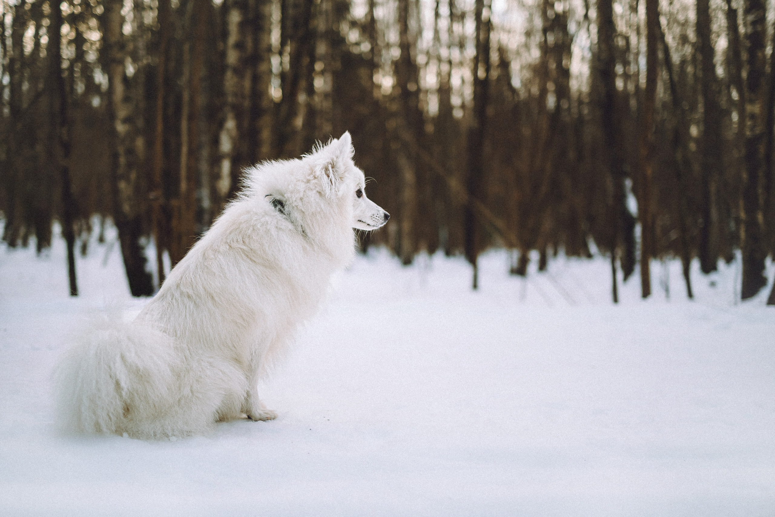 Шани и ее семья