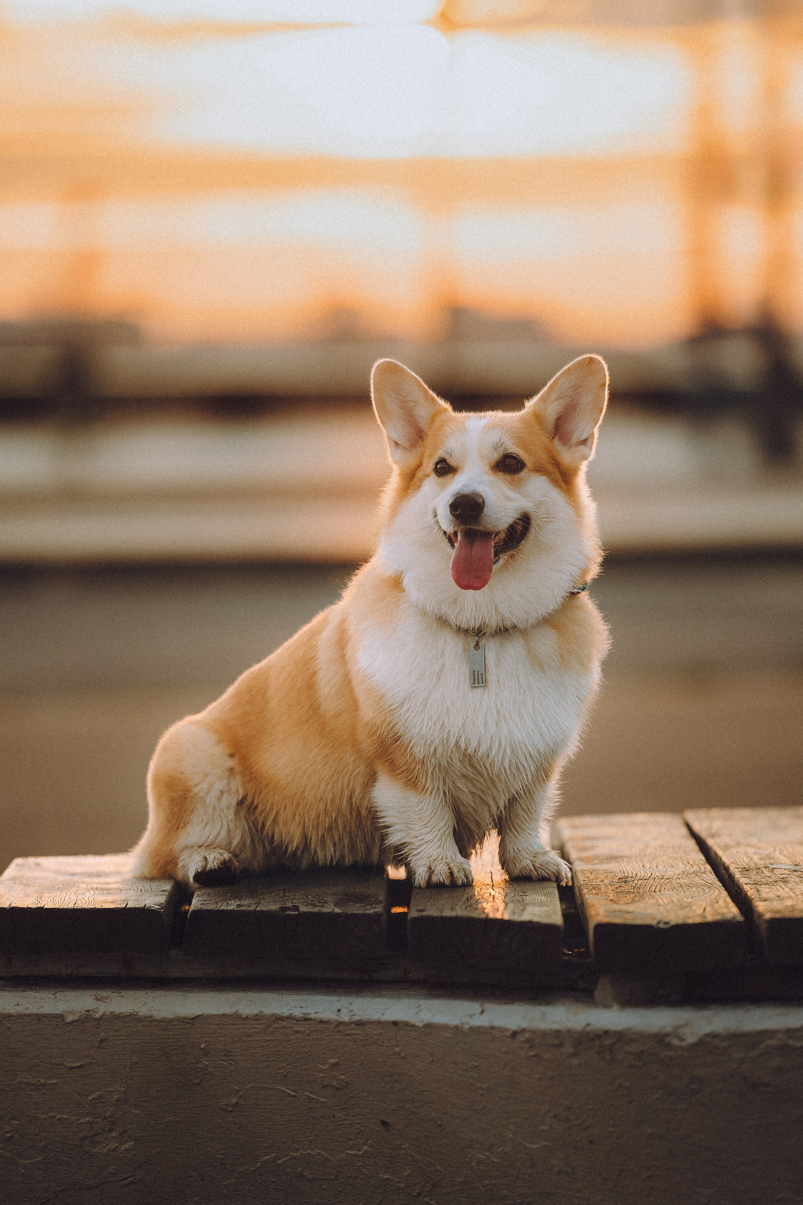 Пуговка и ее семья