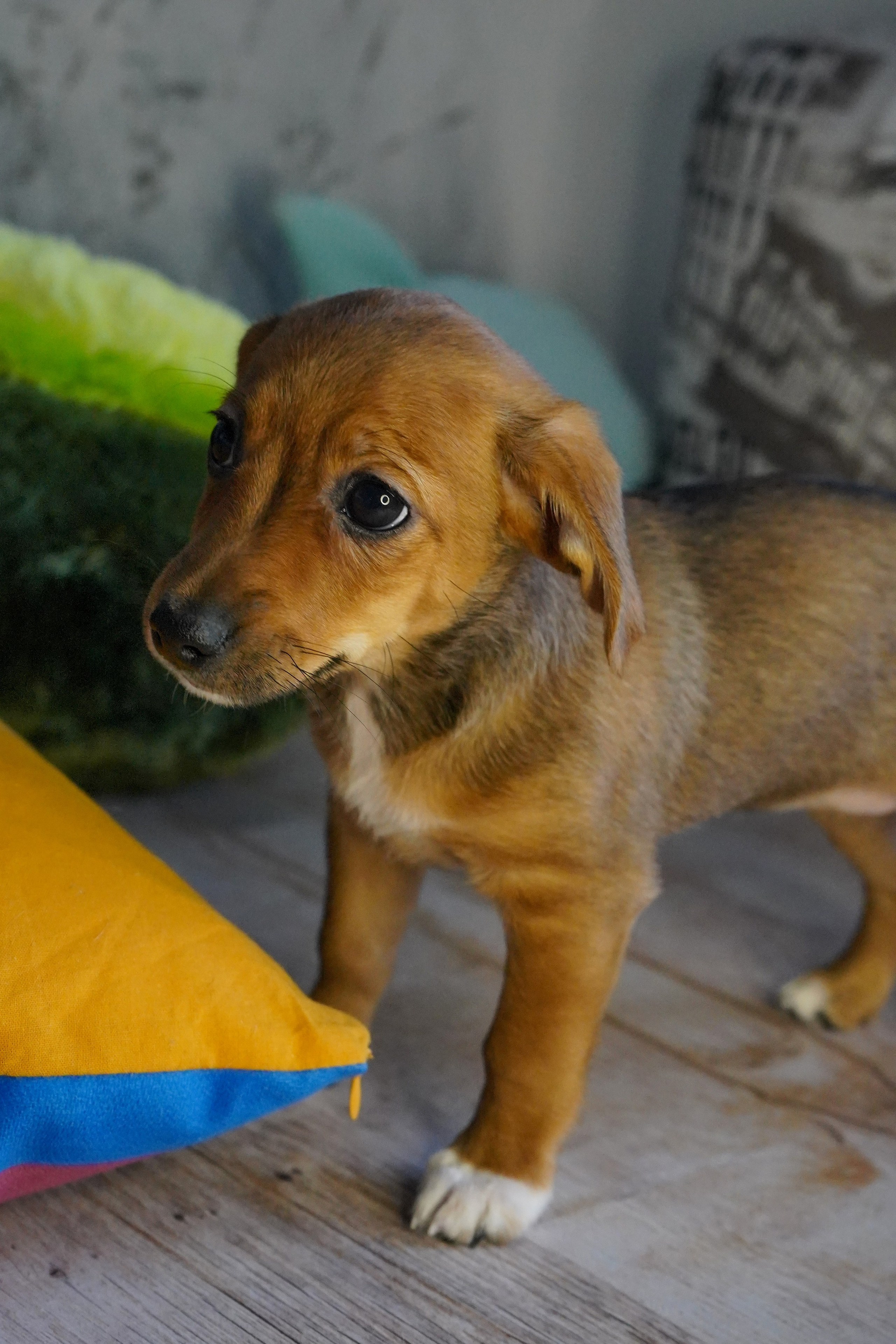 Фотосессии Пушистиков. Фотограф в Санкт-Петербурге Виктория Барышникова