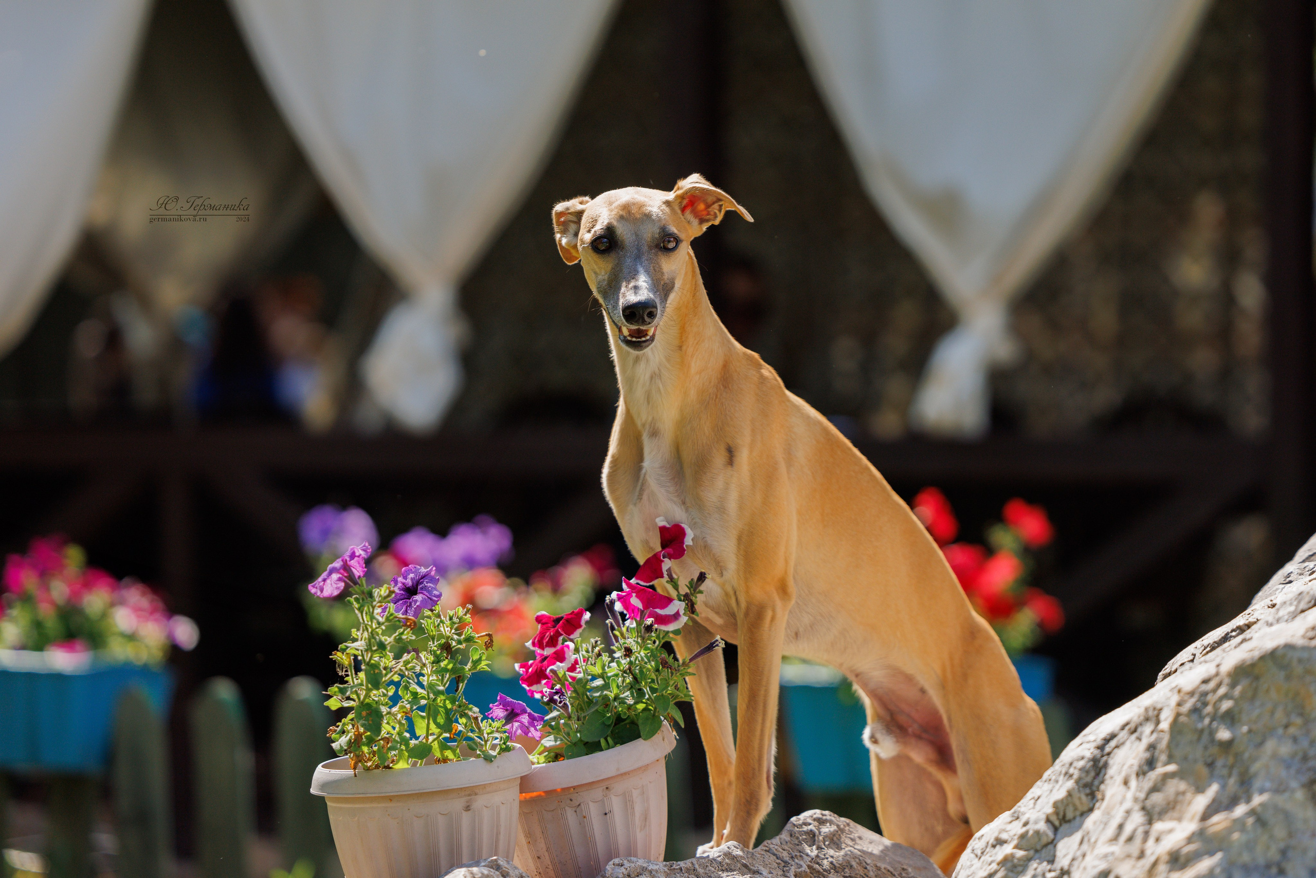 Астана 2хCACIB 17-18.08.2024. Фотограф-анималист Юлия Германика