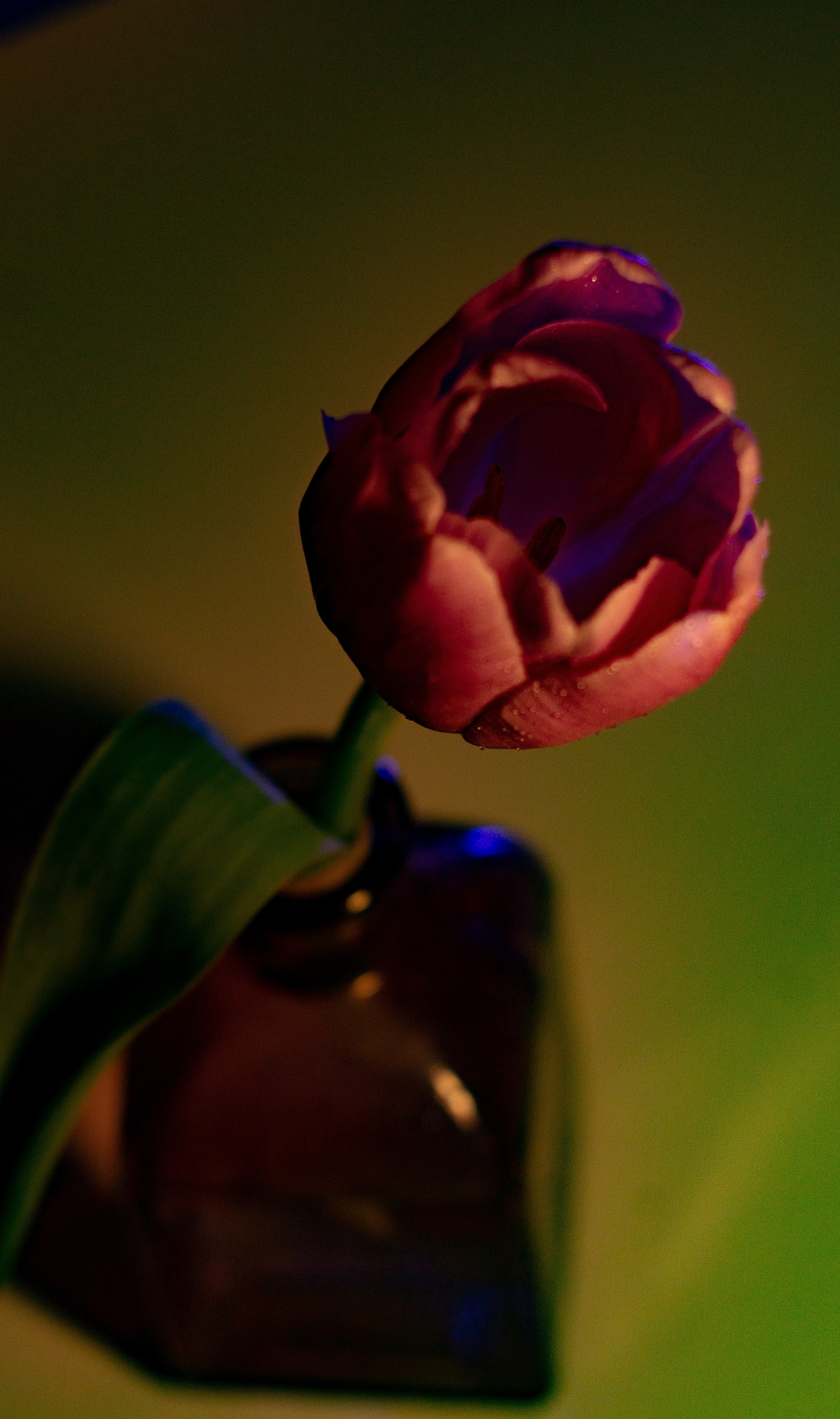 Цветы и свет. Фотограф в Москве Юлия Першина