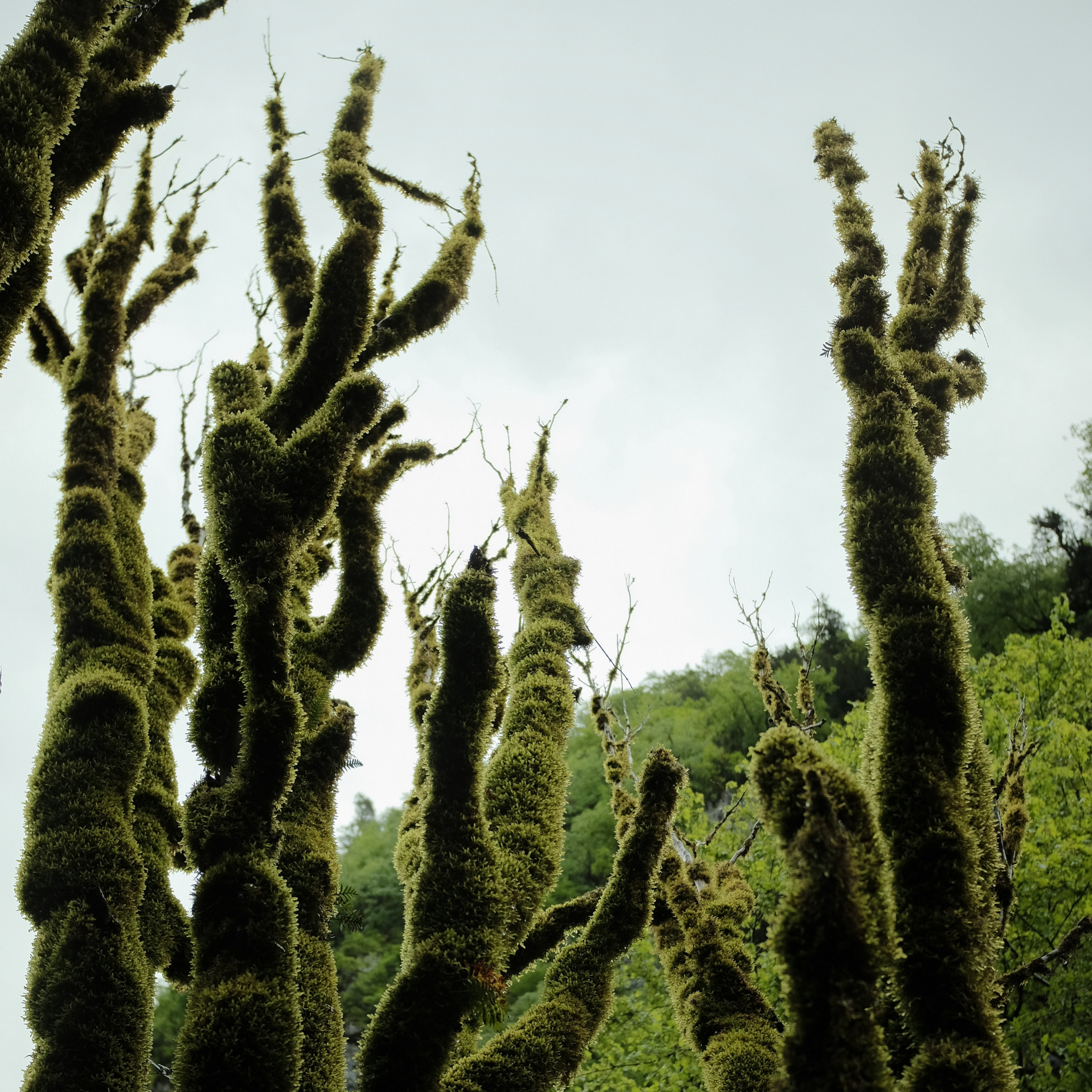 Abkhazia. Creative travel photographer — Berg Daria