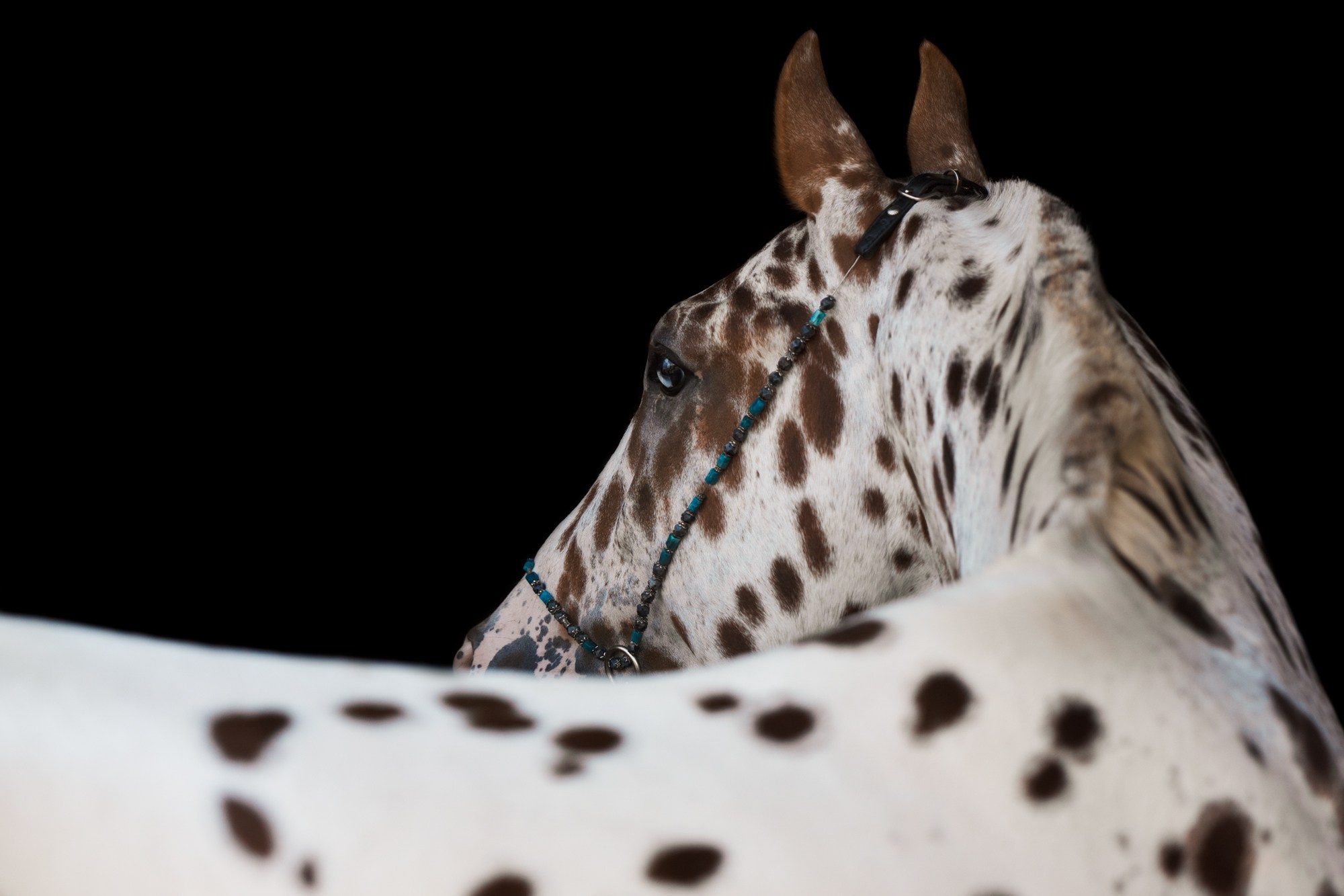 Портрет лошади, лошадь, конь, фото лошади, фотография лошади, конный фотограф, съемка лошадей, фотограф лошадей, конная фотография, конный фотограф, конный фотограф в спб, профессиональный фотограф спб, фотограф спб, ахалтекинец, рысак, спортивная лошадь, конный клуб, фотосессия с лошадьми, тракененская лошадь, тяжеловоз, лошадь в пятнах, пятнистые лошади, лошадь далматин
