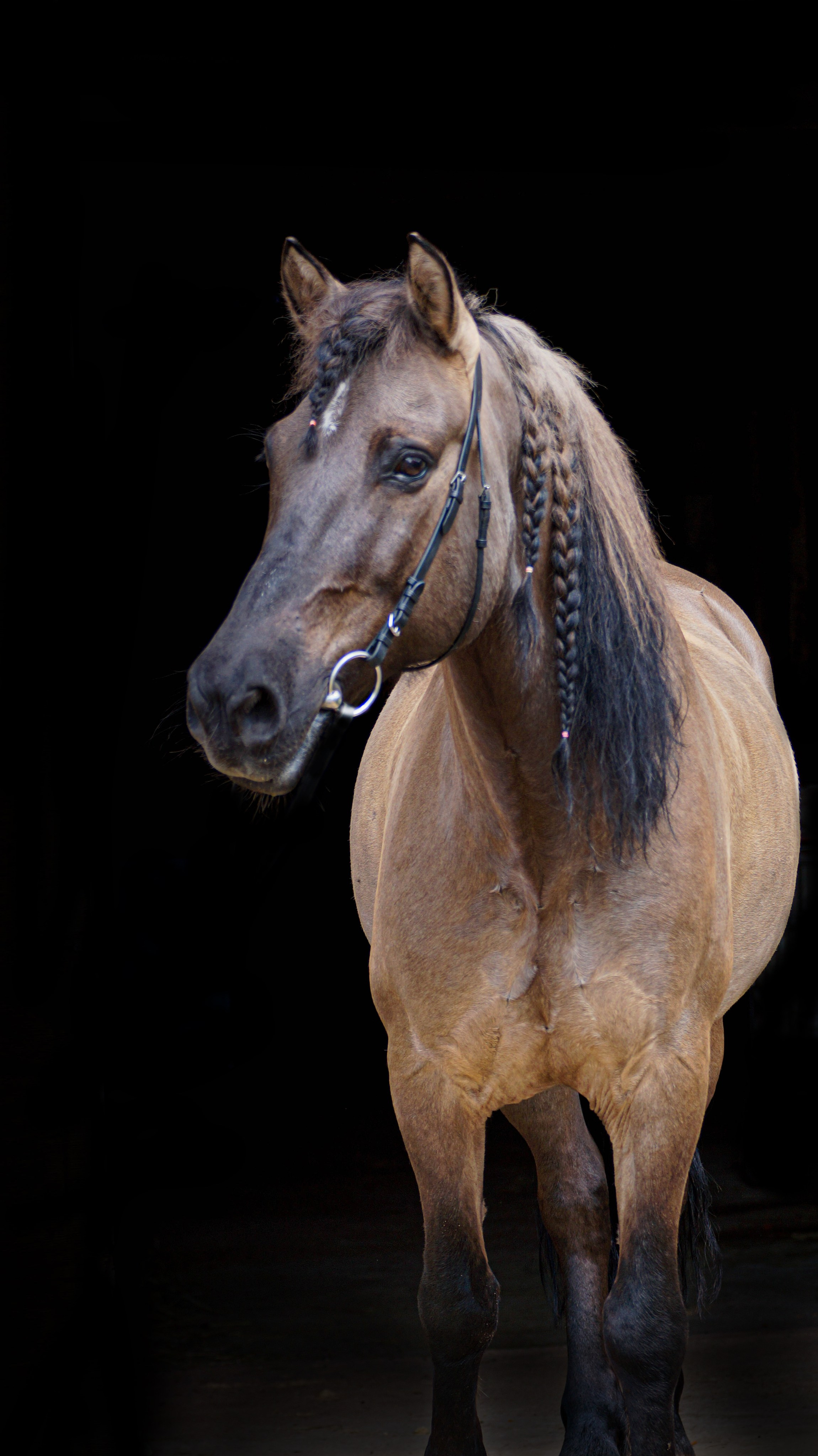Лошади. Фотосессии с лошадьми в Москве и МО