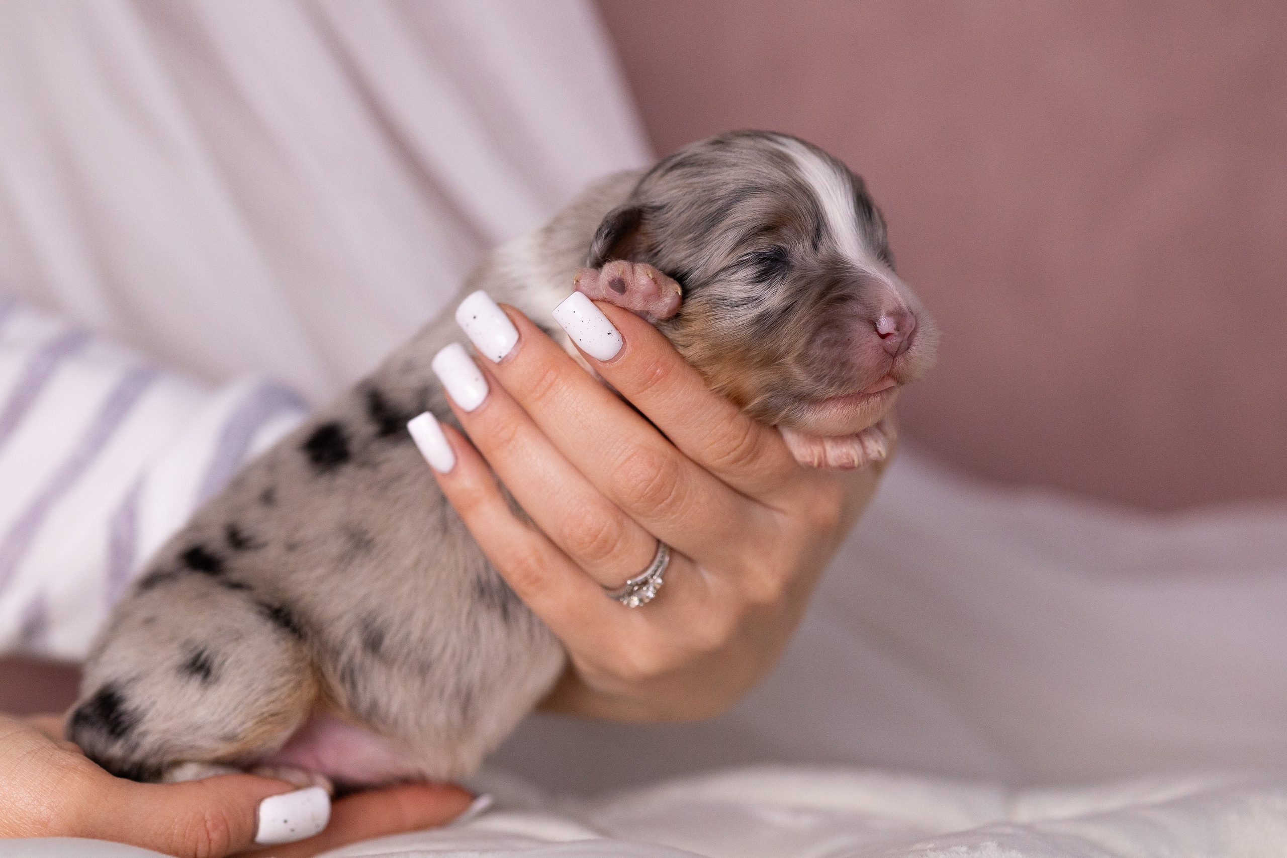 Щенки. Фотограф Яна Матвеева в Ижевске