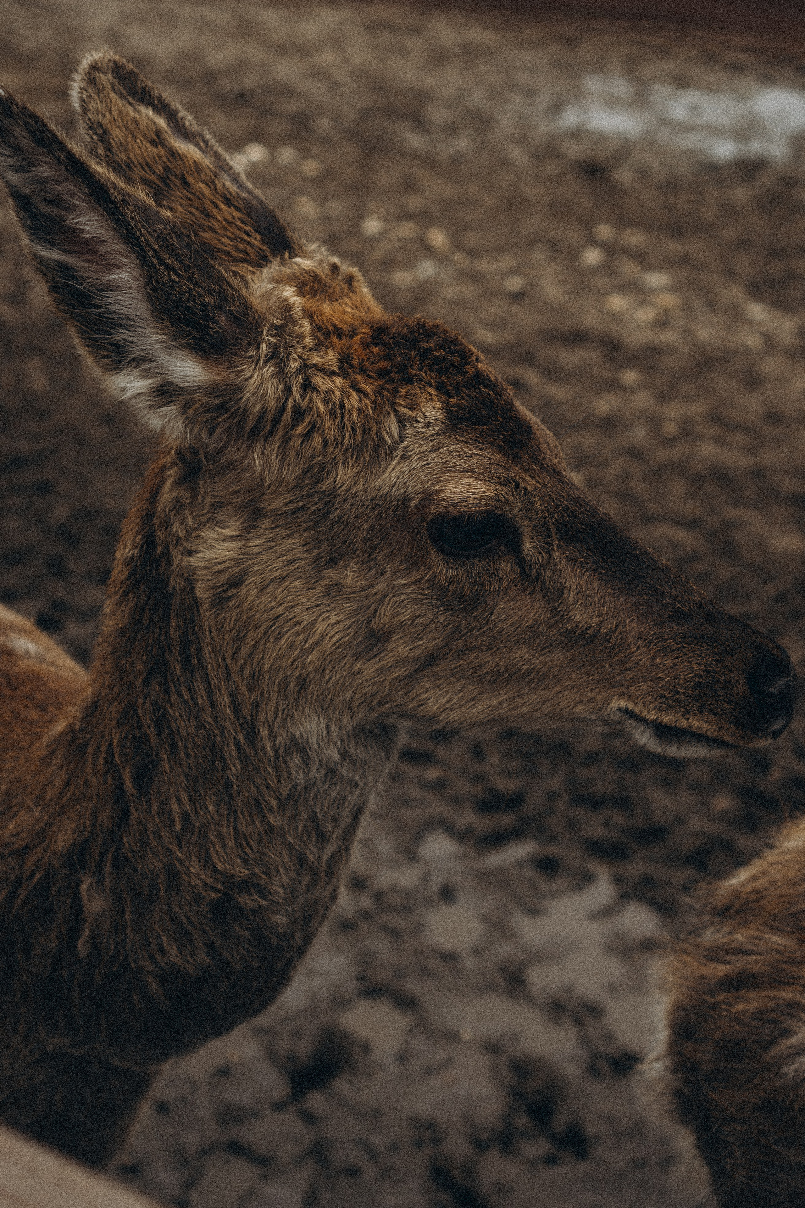 ОЛЕНЬЯ ФЕРМА В ТВЕРИ. Профессиональный фотограф, Санкт-Петербург — Виктория Богомолова