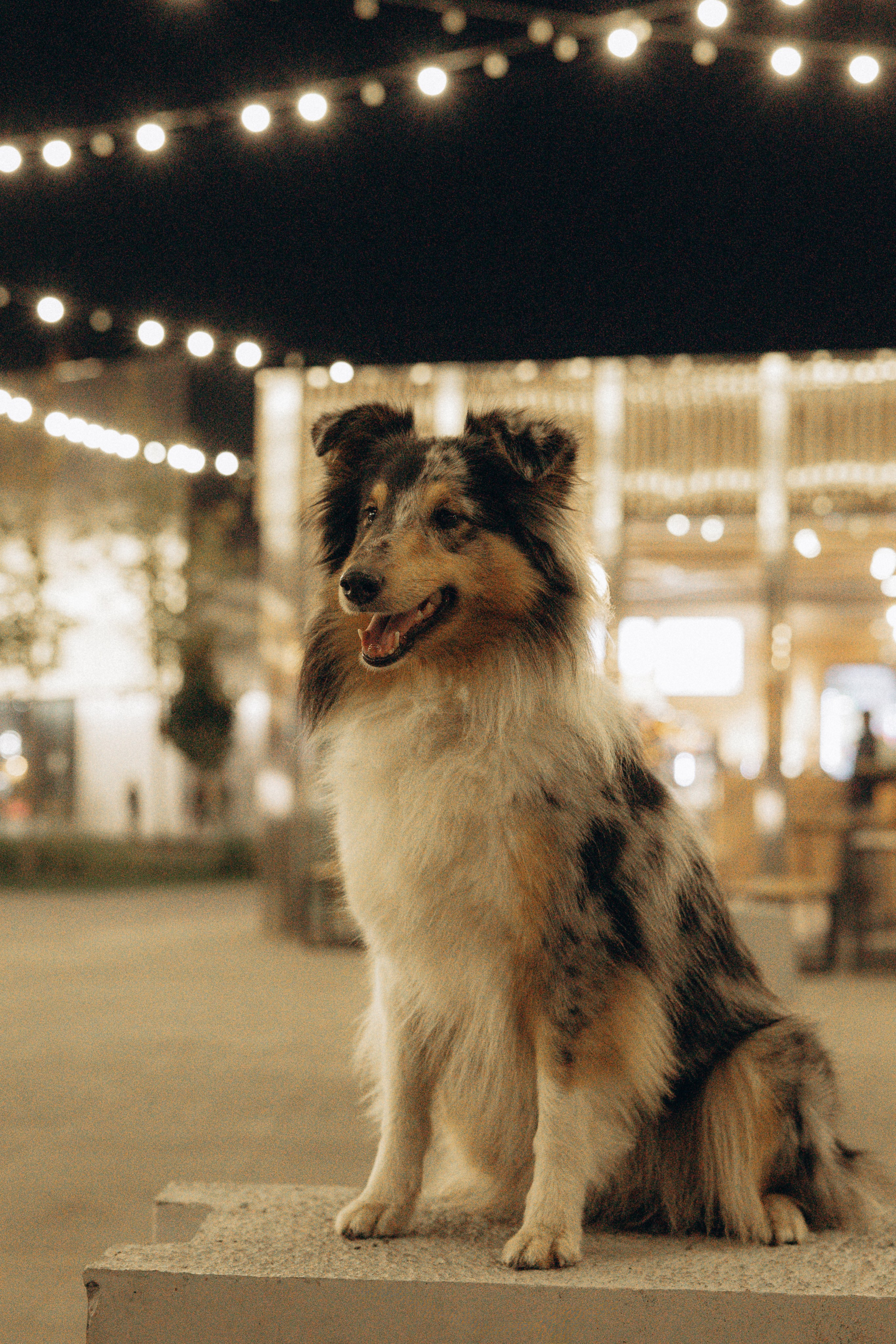 Алла и ее компания. Фотограф анималист в Казани Алина Сулейманова. Фотограф животных