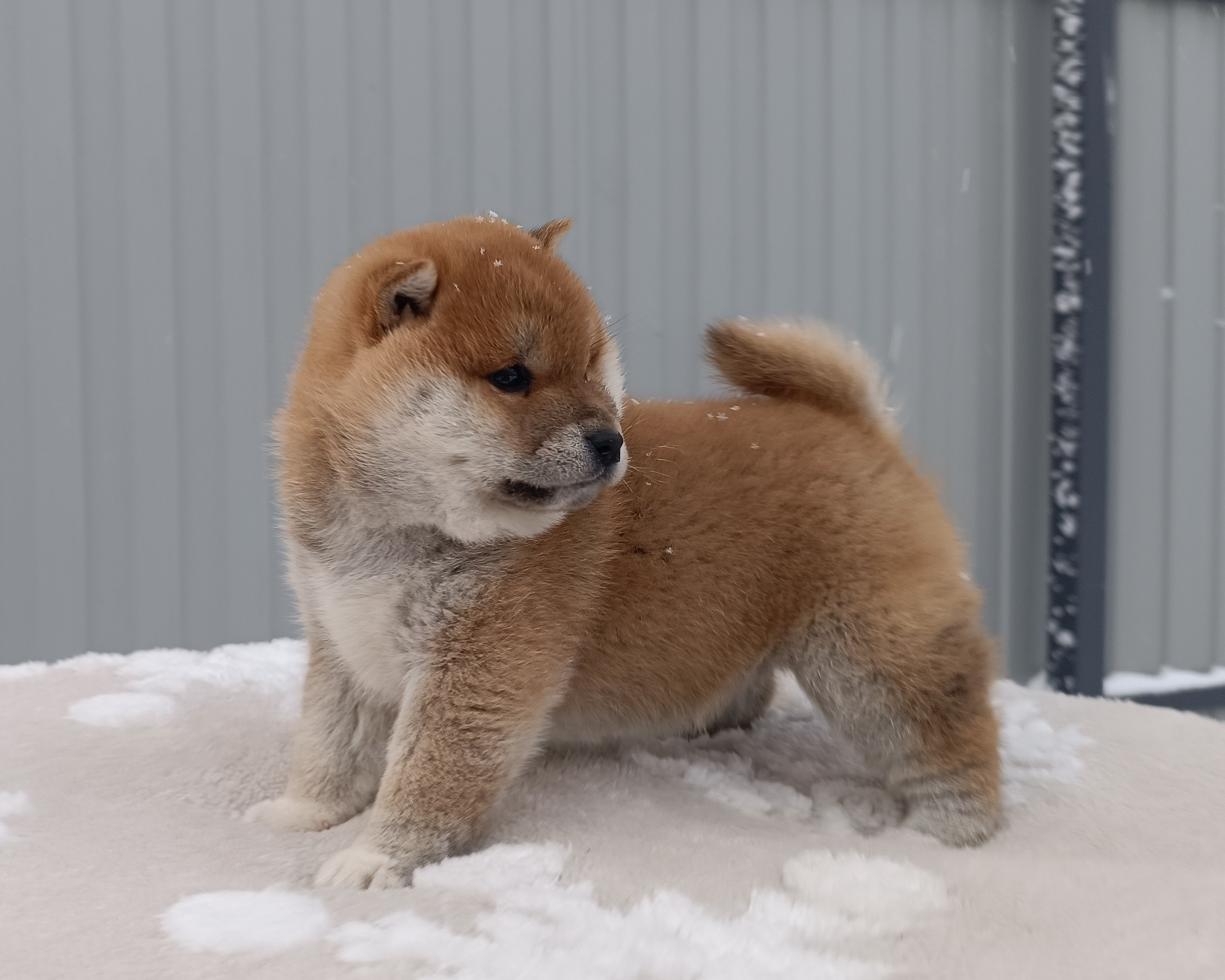 сиба питомник Рубилайт щенки на продажу rubylight  сиба щенки купить СПб Санкт-Петербург 