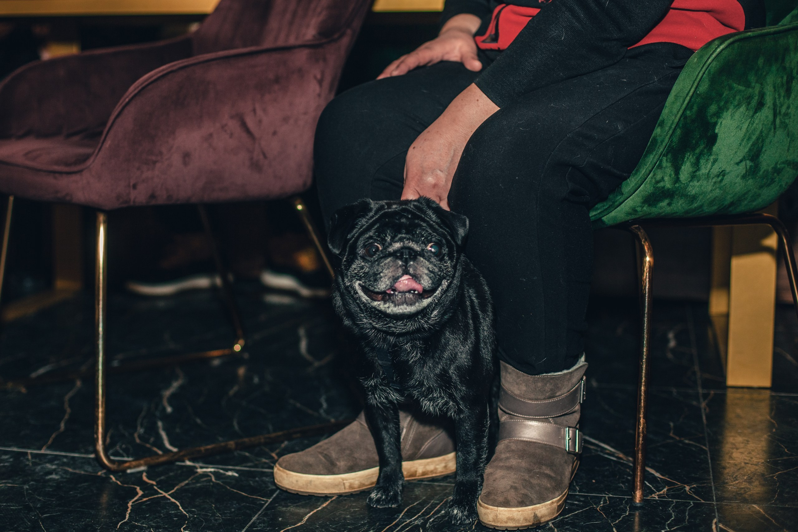 Мопсовстреча 02.12.2023. Фотограф-анималист Татьяна Степанова