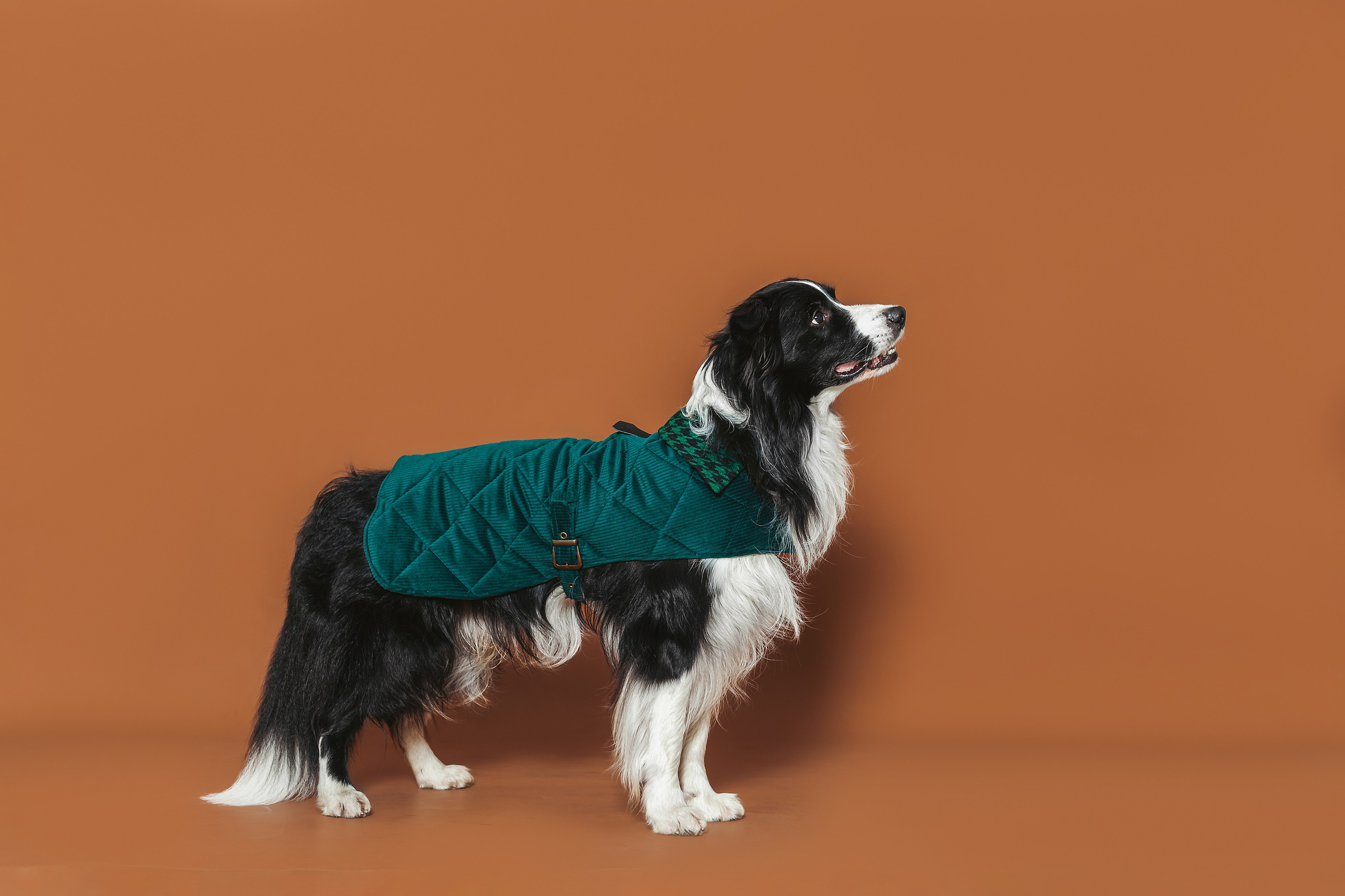 Съемка для бренда TEDDYBOY. Фотограф-анималист Татьяна Степанова