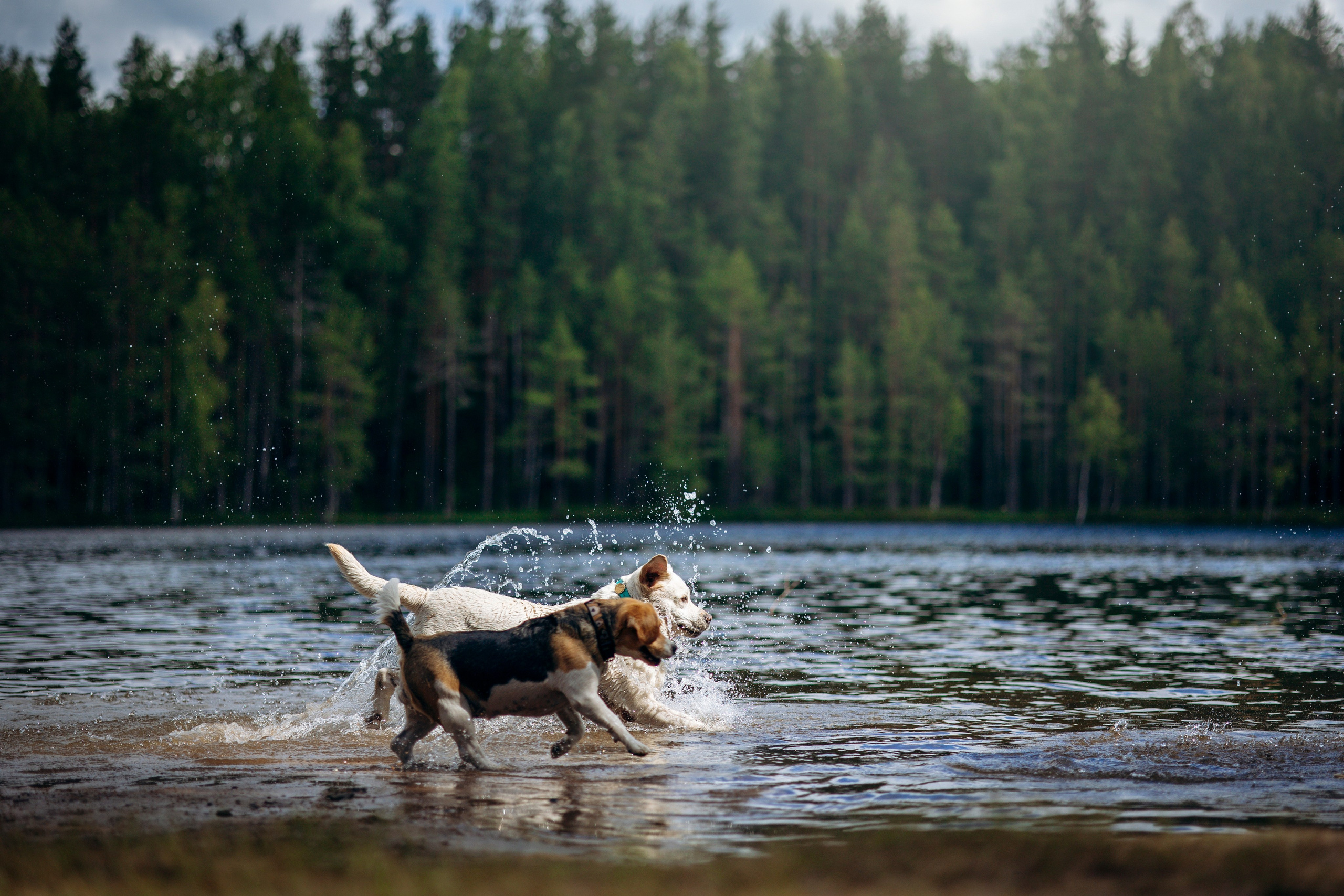 Котофеи и их семья. Фотограф — Анималист | Санкт-Петербург