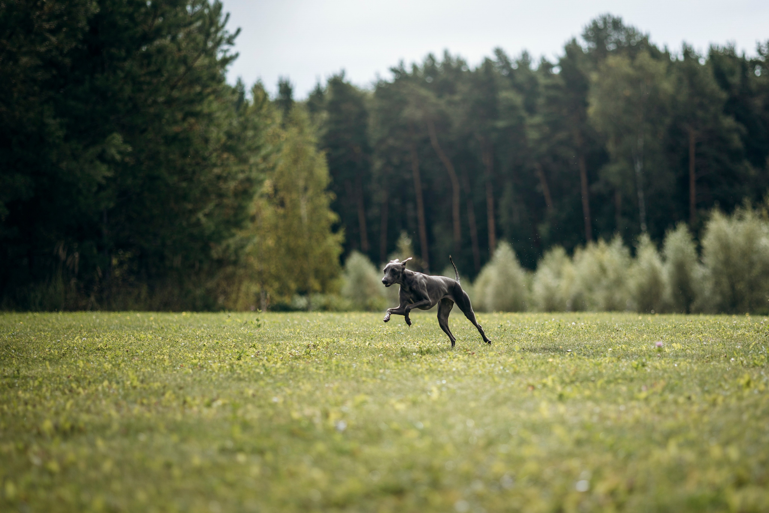 Лучик и ее семья. Фотограф — Анималист | Санкт-Петербург