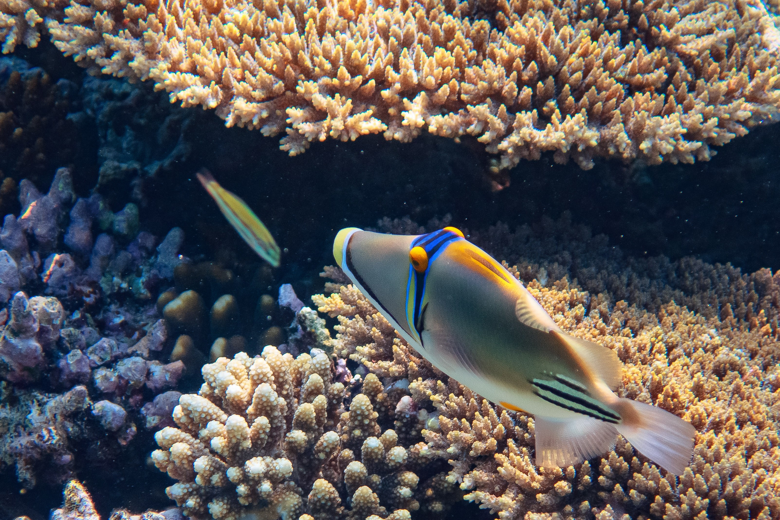 Fish. Фотограф Светлана Голицына