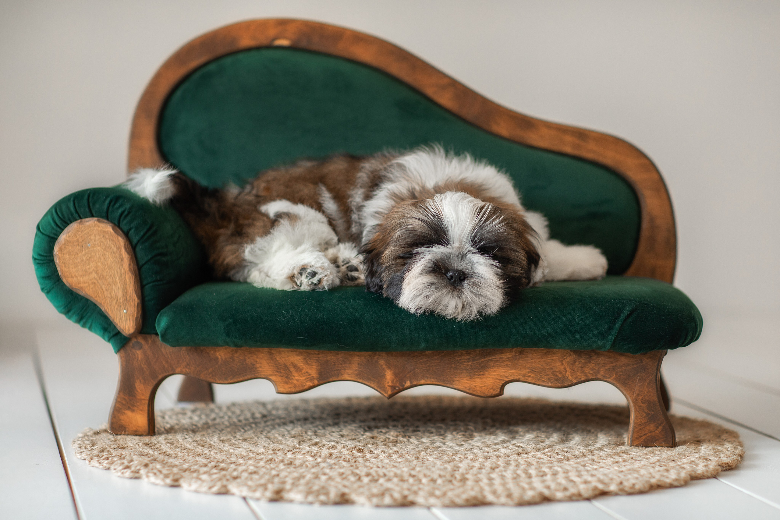 Фотосессия щенков. Фотограф для Вашей собаки