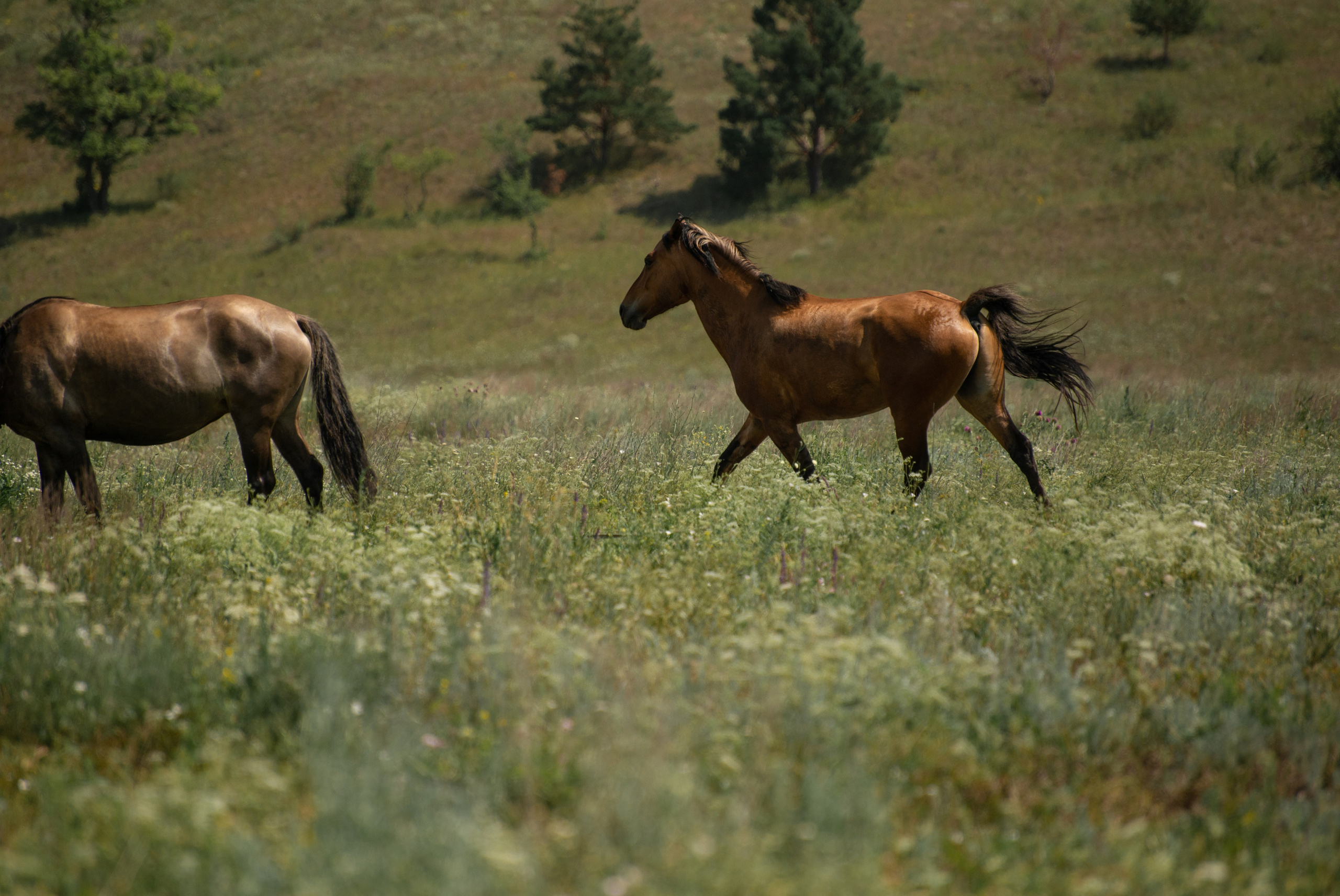 Купала в Родославном. Конный фотограф в Саратове Юлия Иванова