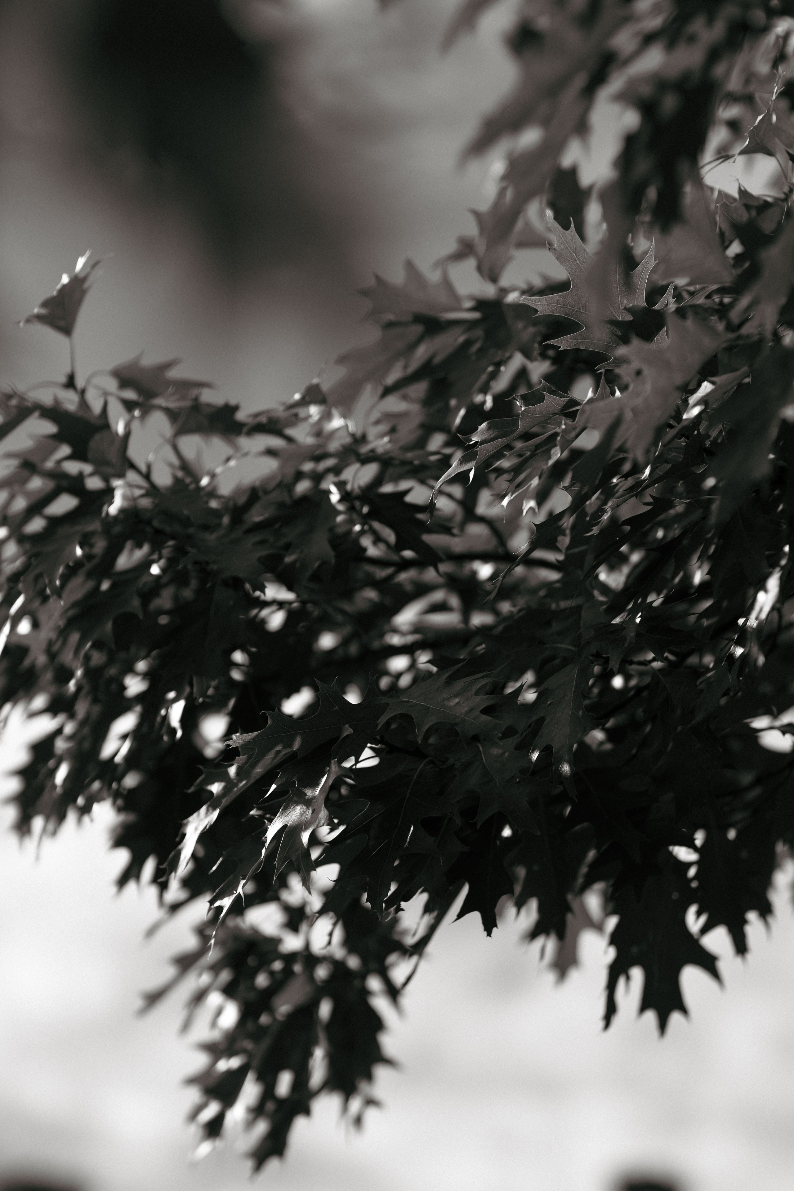 Денис и Ольга. @dariazphoto свадебный фотограф