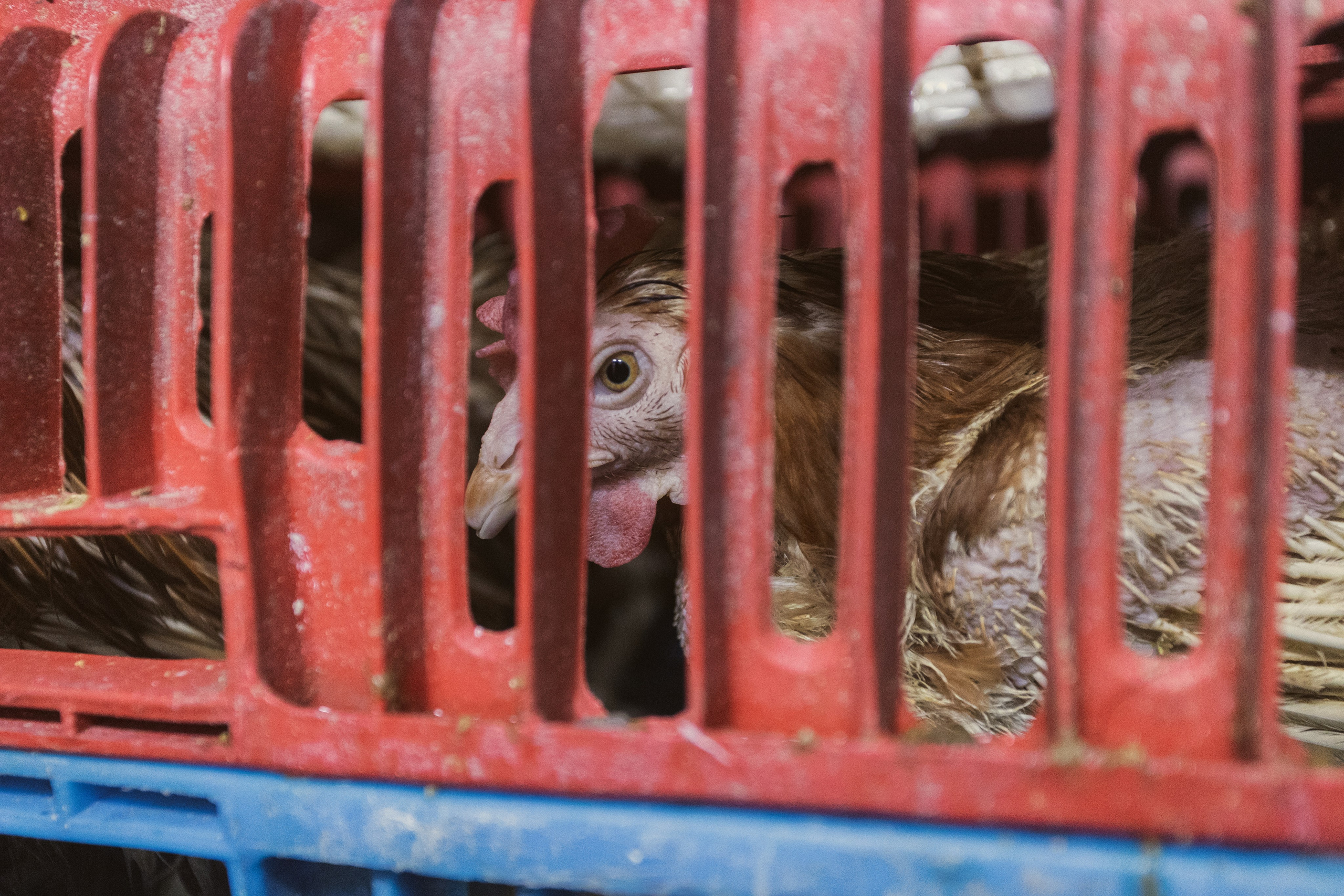 Bangkok. Фотограф Сонкина Татьяна