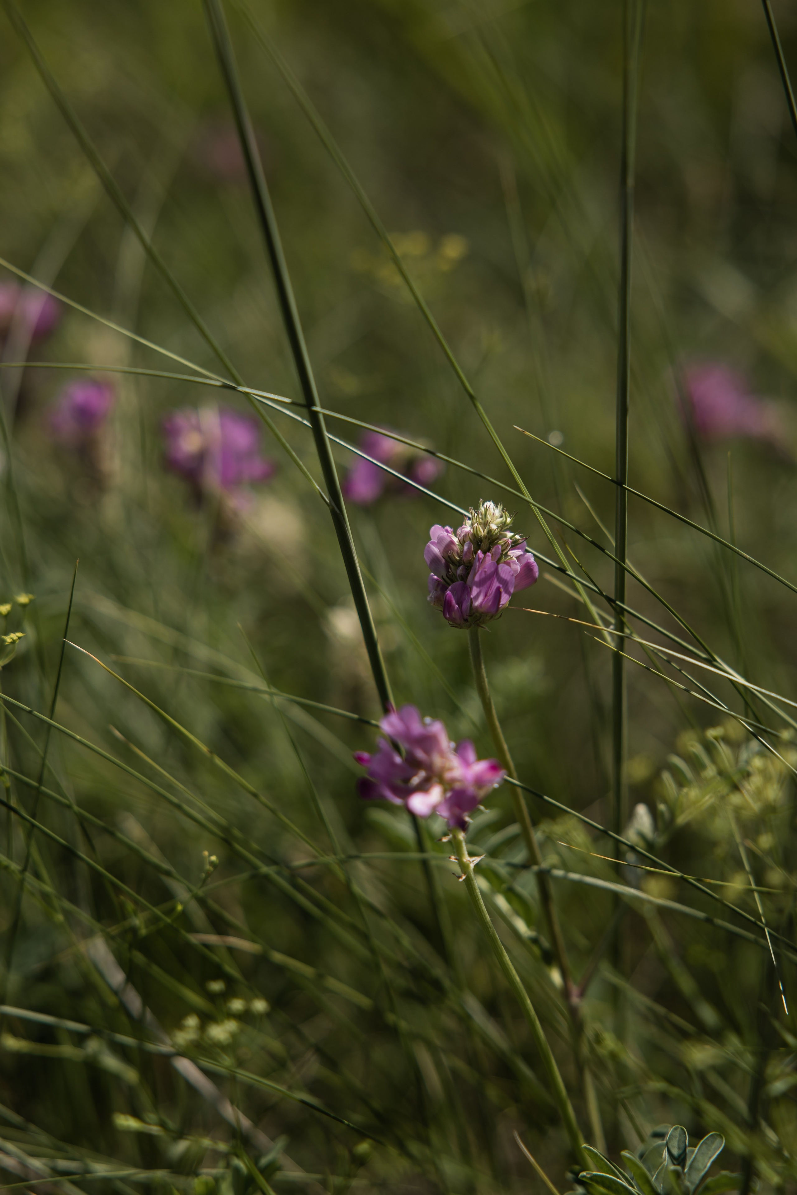 Валерий и Лиза. Свадебный и Семейный фотограф по всему миру Анна Фёдорова
