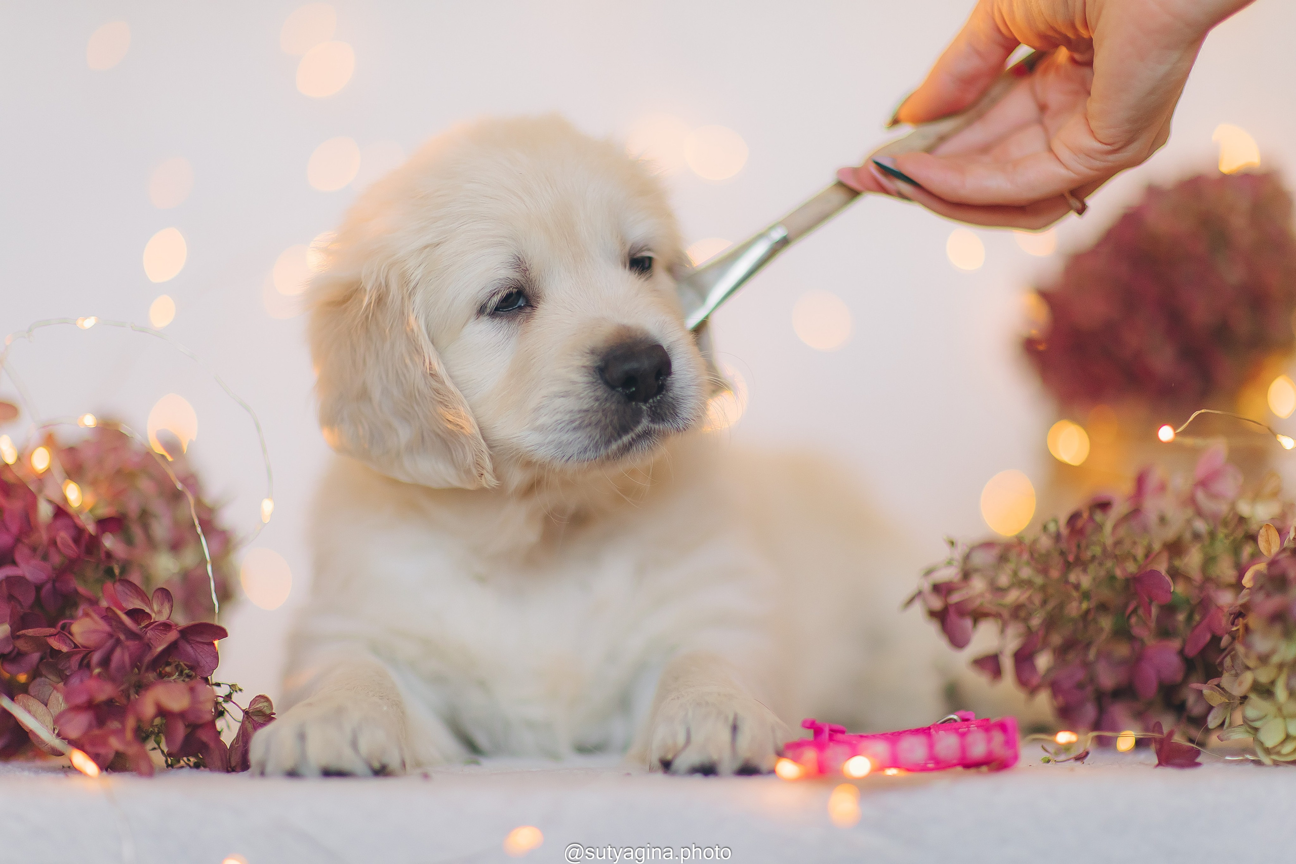 Розовый ошейник. Свадебный и женский фотограф