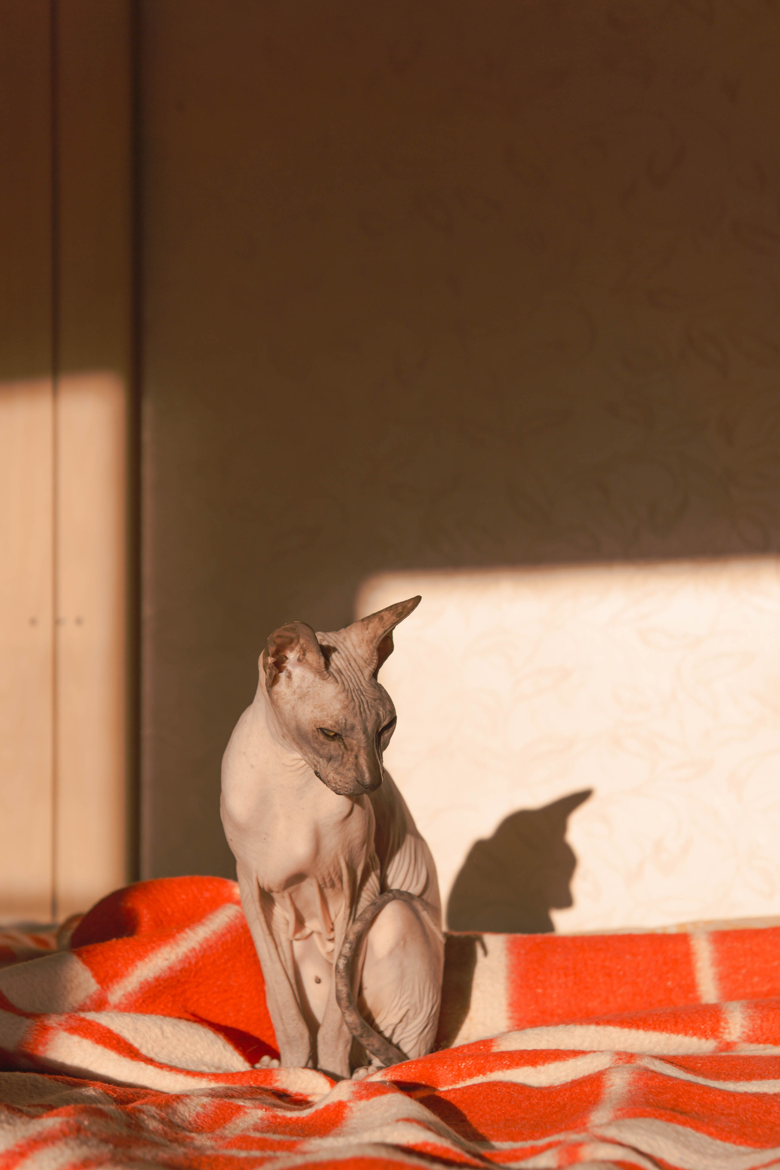 Бандит. Фотограф-анималист Ксения Воробьева, Москва