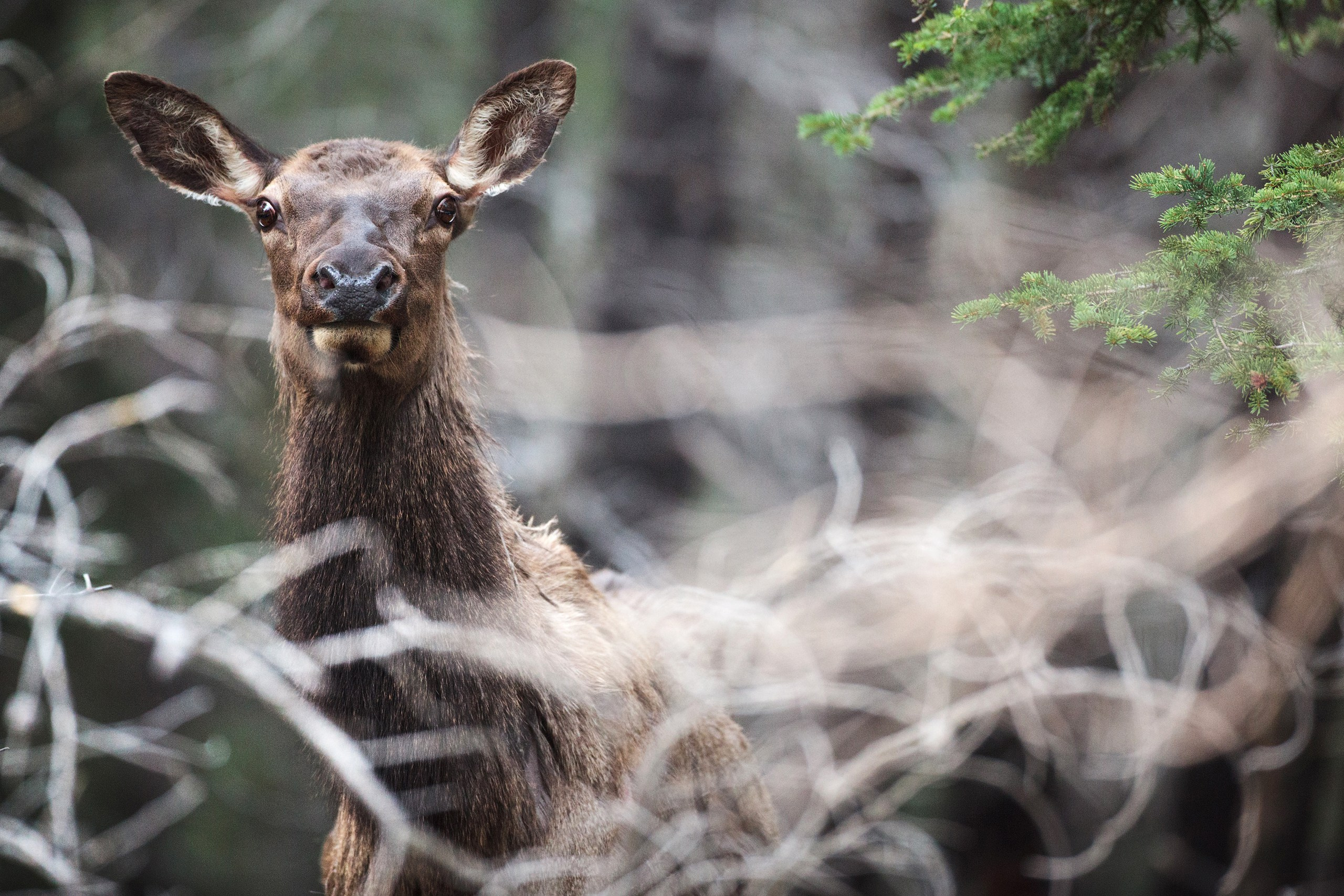 Канада. Фотограф Владимир Медведев