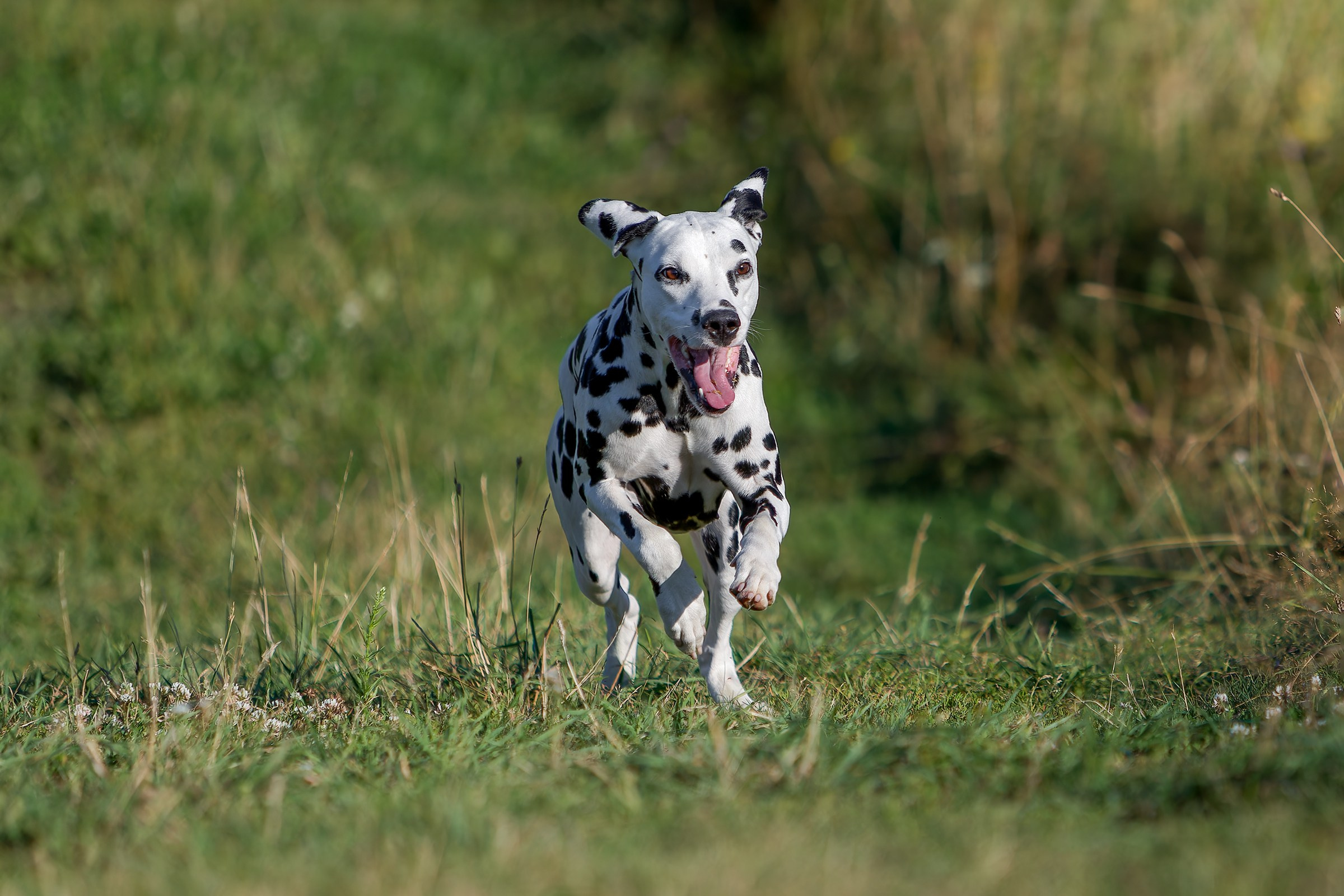 Собаки в движении. Irenephoto.ru