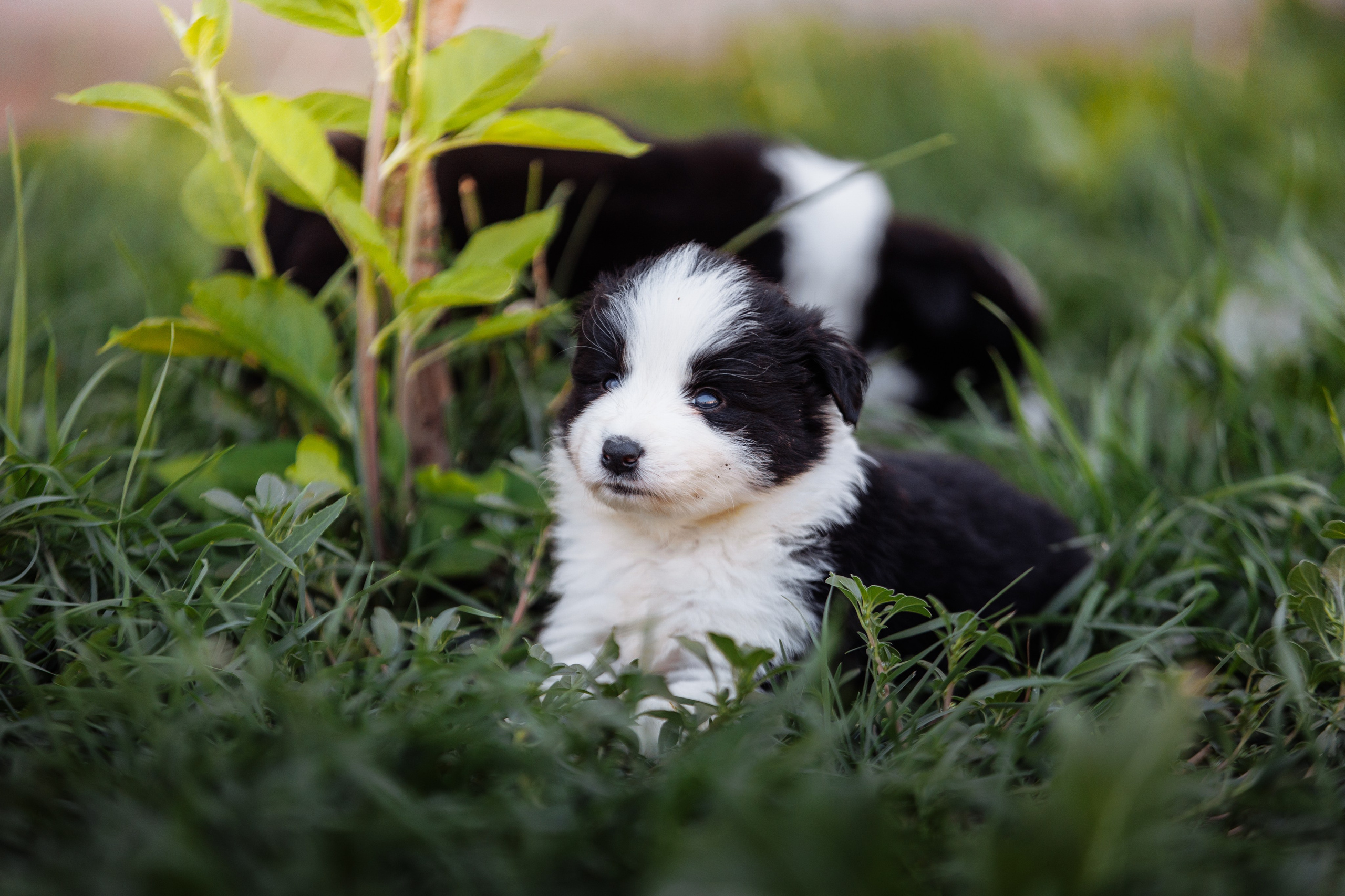 МММ — маленькое мягкое милое. О нас