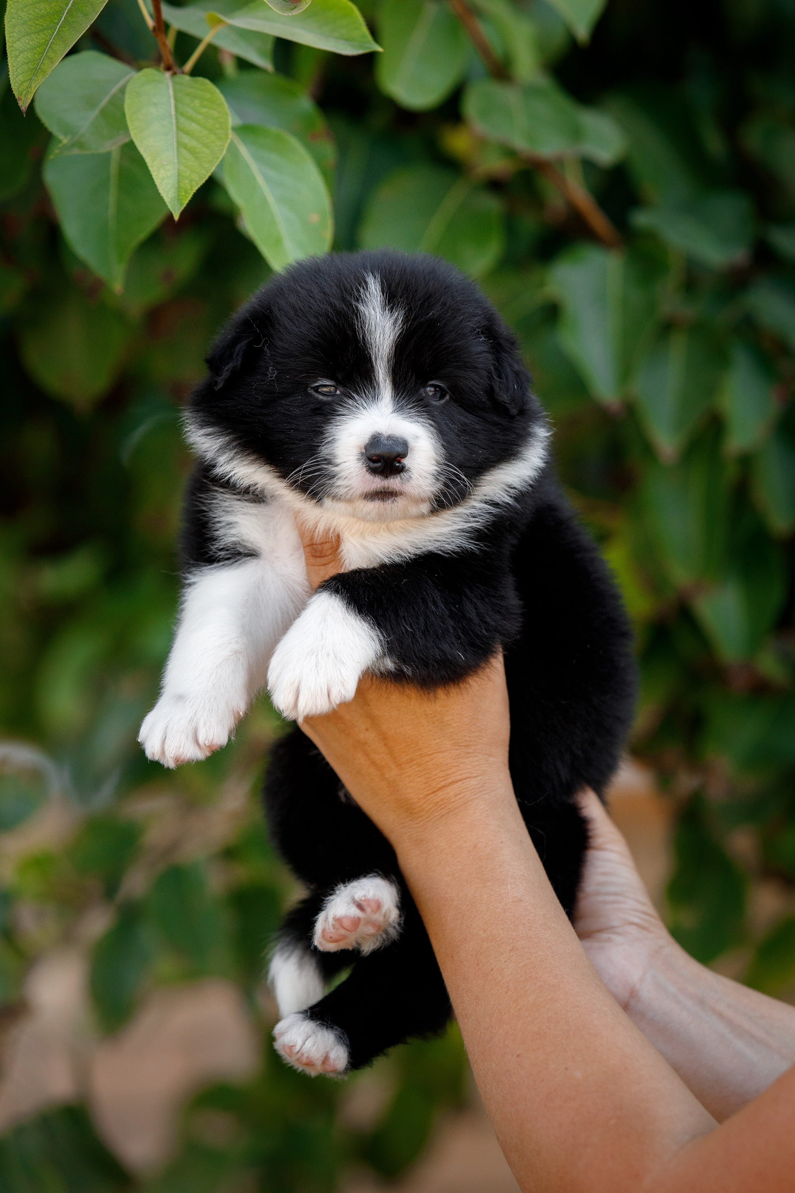 Смешарики. О нас