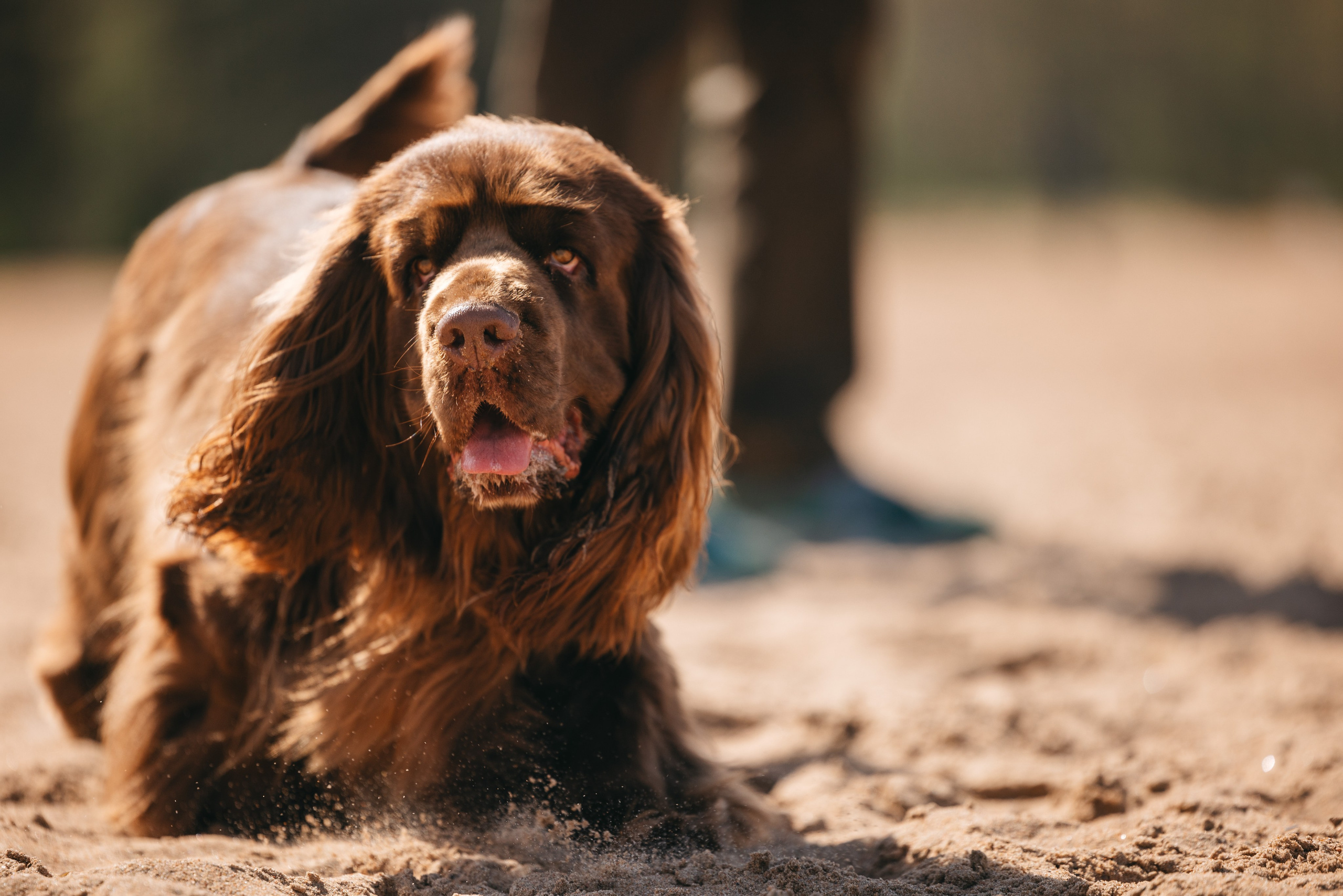 Спанимания. Фотограф анималист Осипчикова Мария