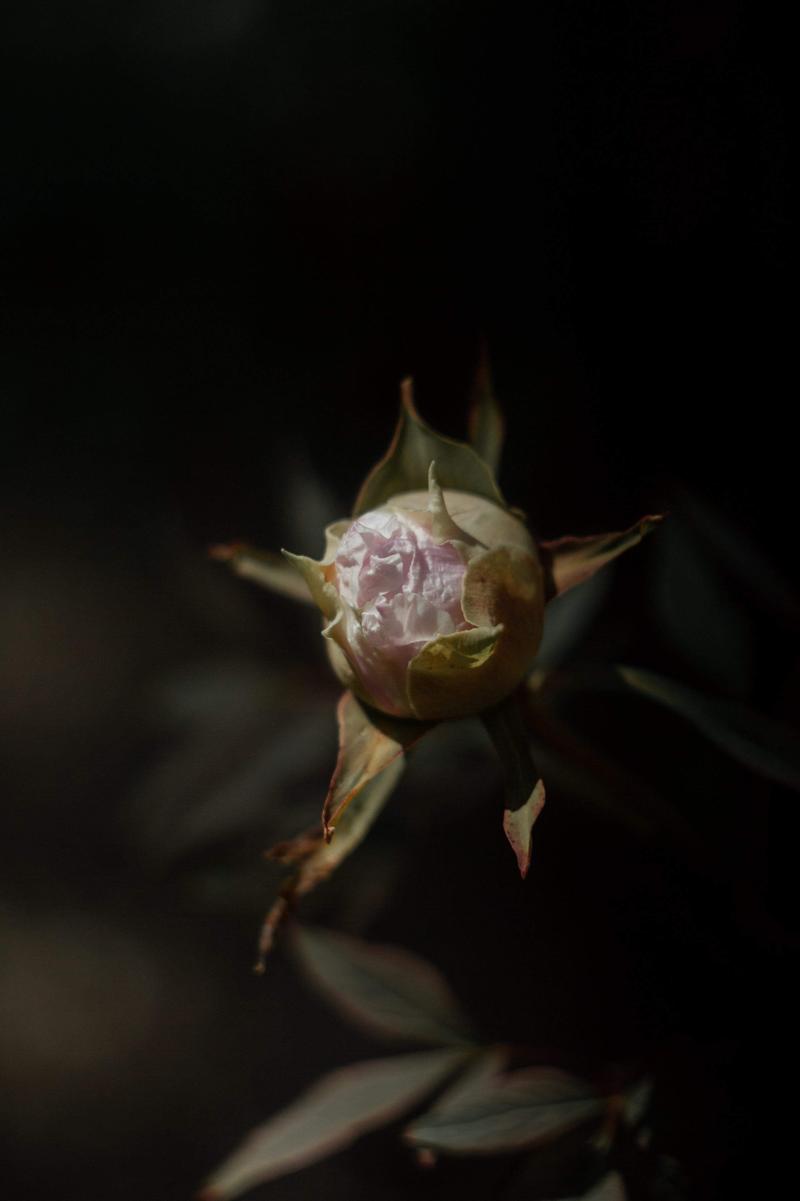 Helios. Photographer Mary Matveenko