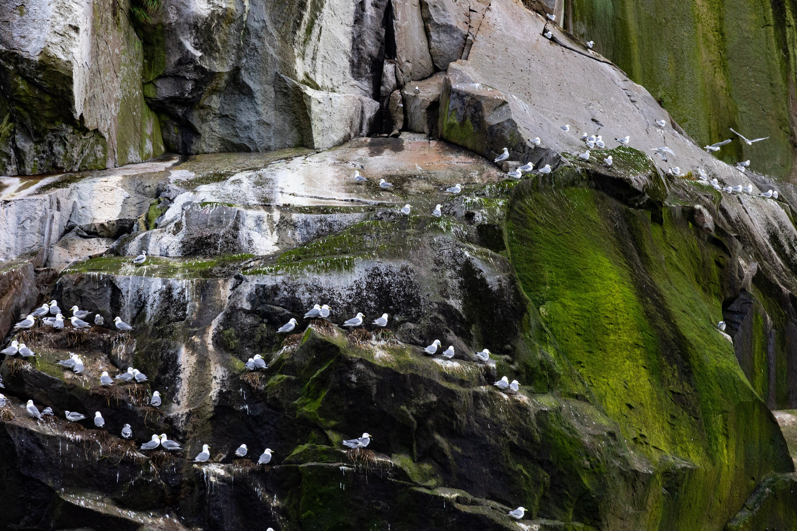 Экспедиция по Северным Курильским островам с Vasta. Фотограф Красная Поляна — Сочи — Москва
