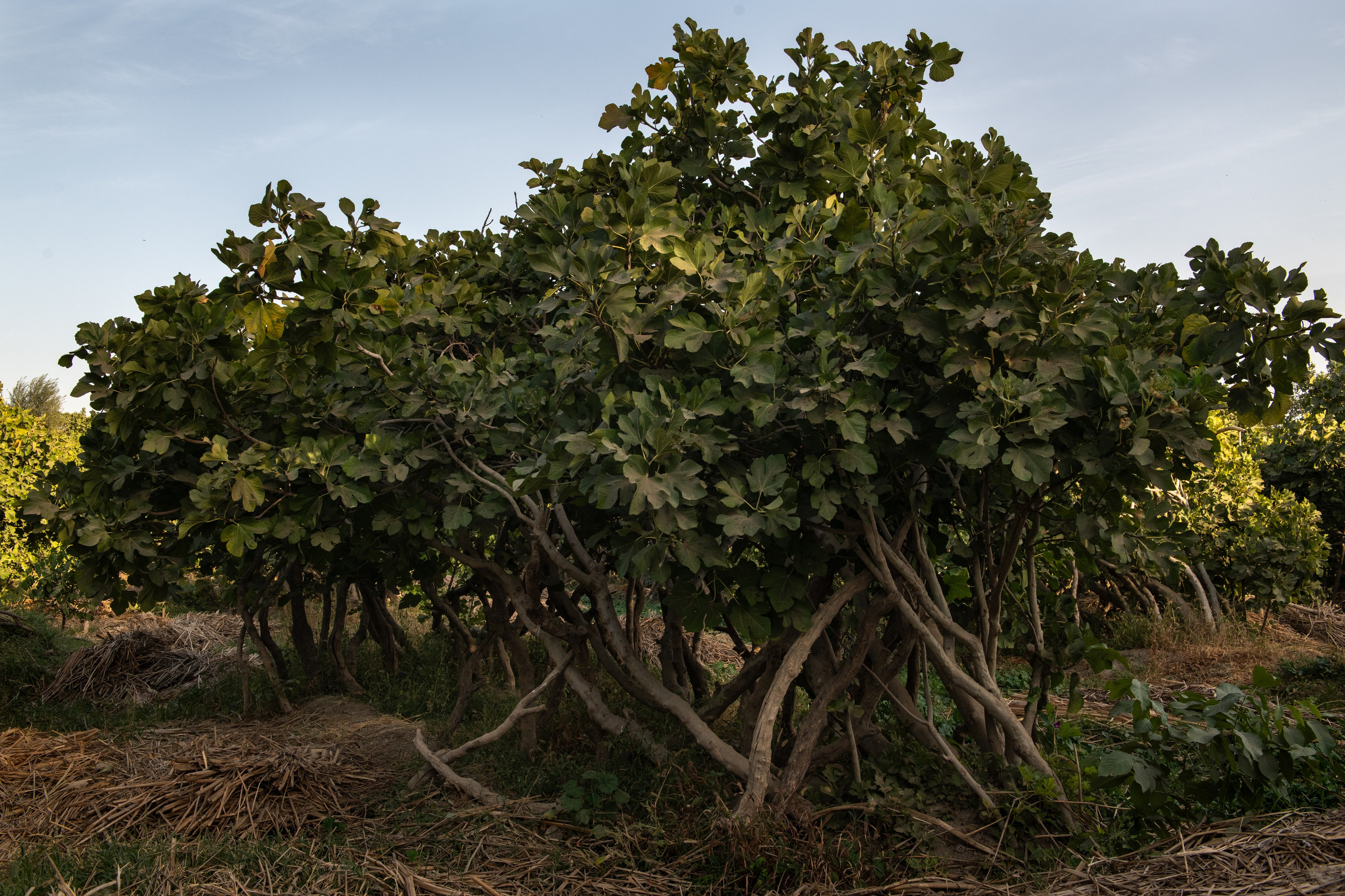 Узбекистан. Самарканд. Репортажный, спортивный и документальный фотограф в Ташкенте Алексей Елисеев