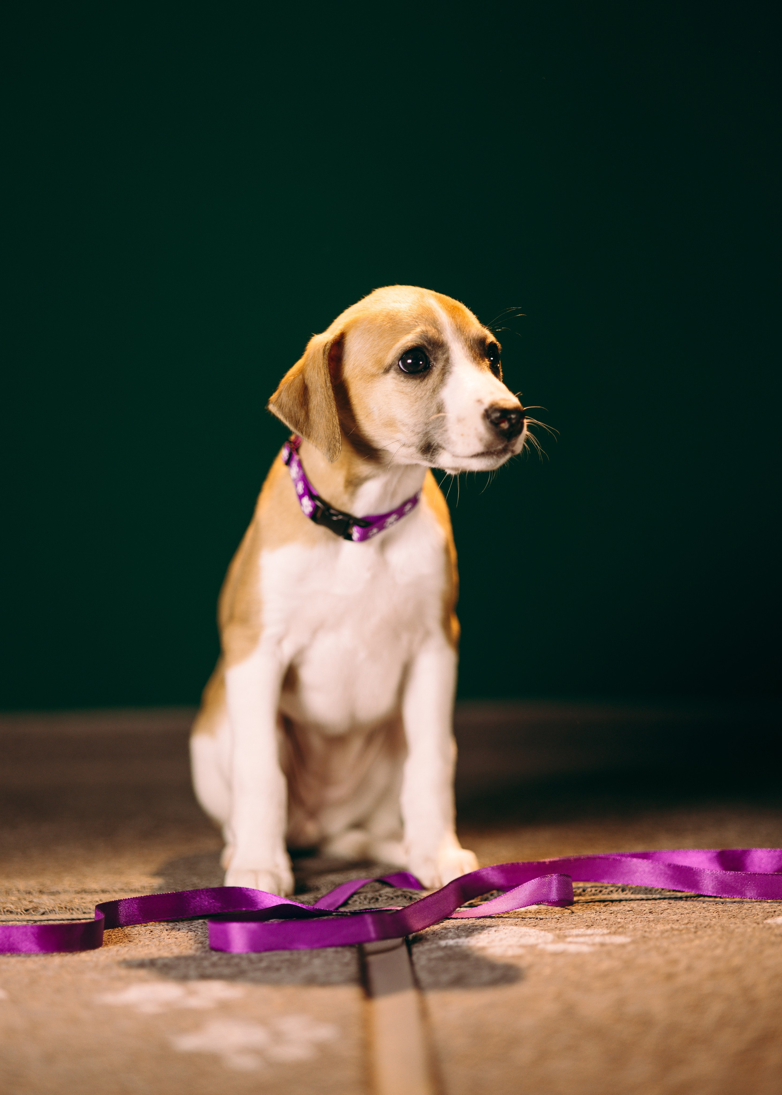 Щенки SL. Анна Самохина. Фотограф. Москва