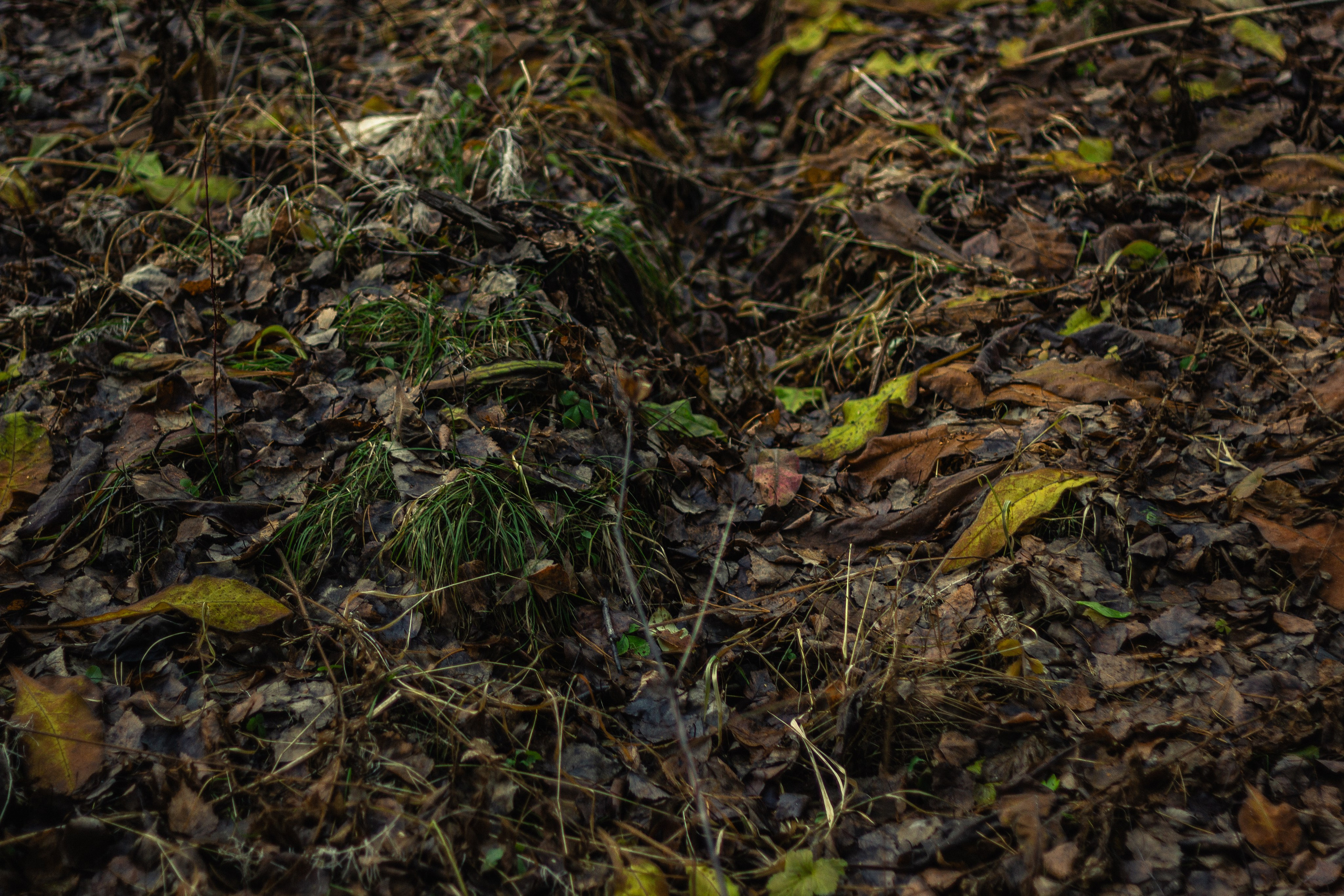 04.11.2024 | Сосновоборск. Kuznetsov | Фотограф в Красноярске