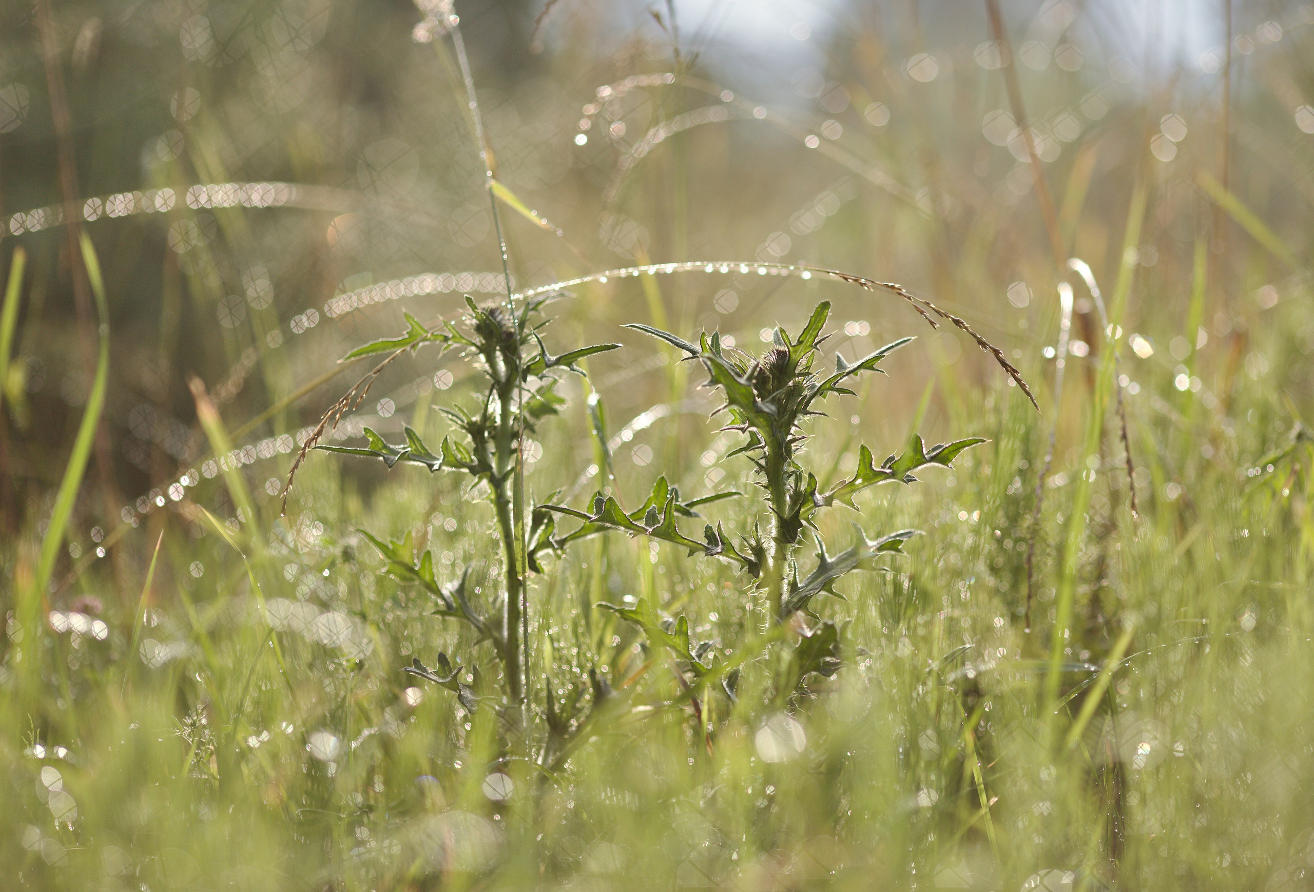 Чудесная природа. Школьные выпускные альбомы в Москве Марина Николаева