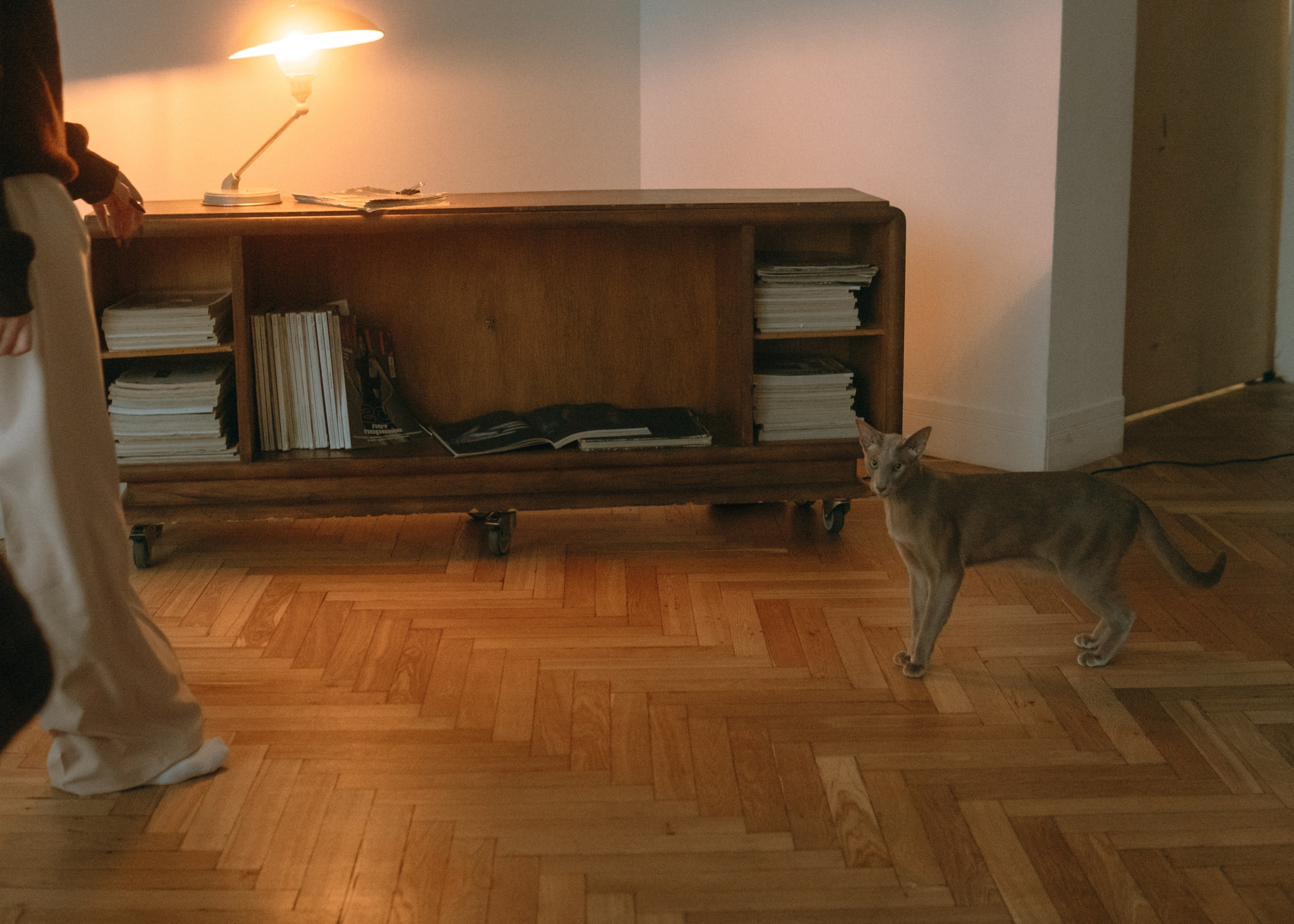 Амина, Булат и Орион. Фотограф-анималист Ксения Воробьева, Москва