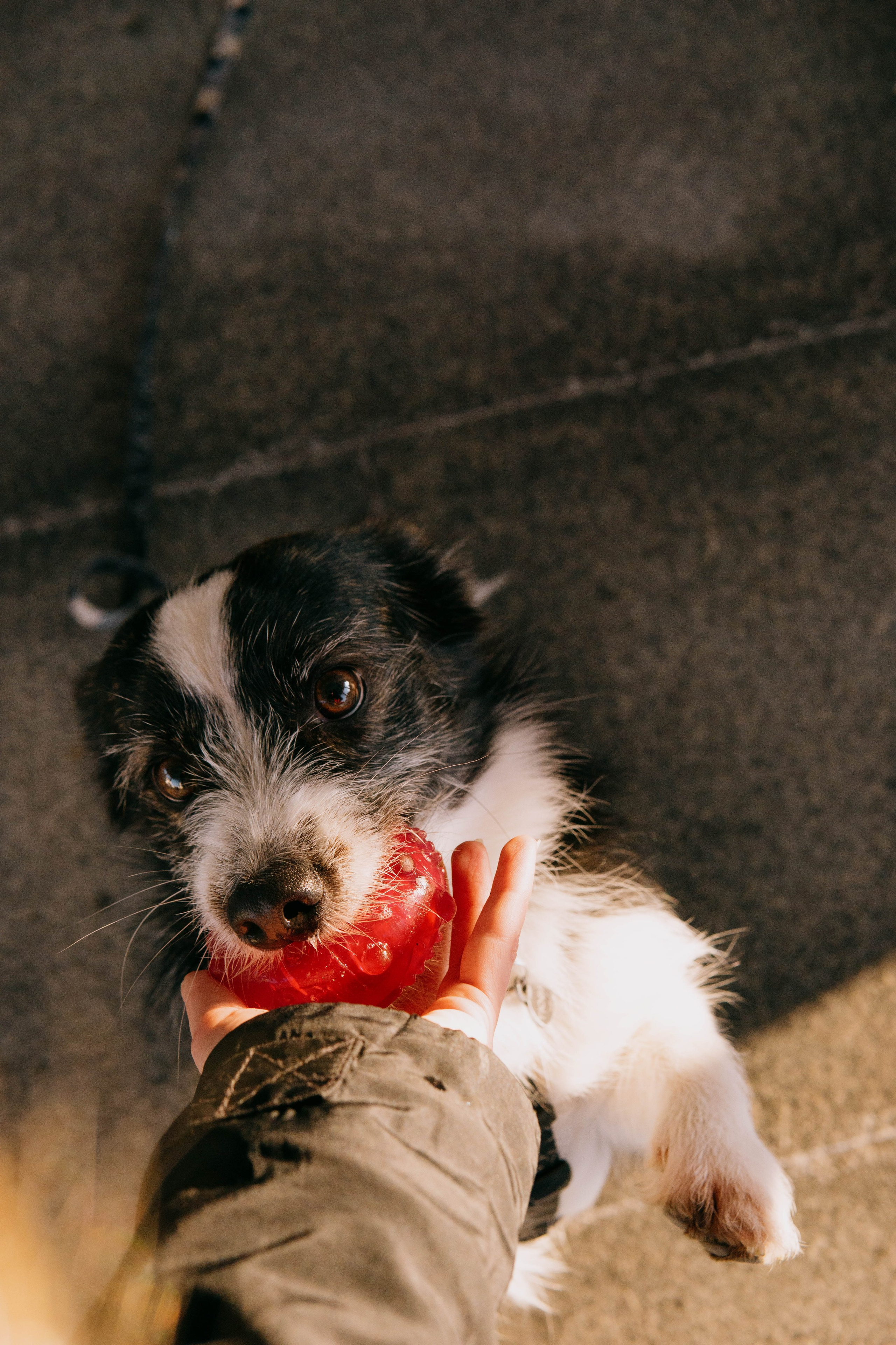 Даша и Тюбик. Фотограф-анималист Ксения Воробьева, Москва